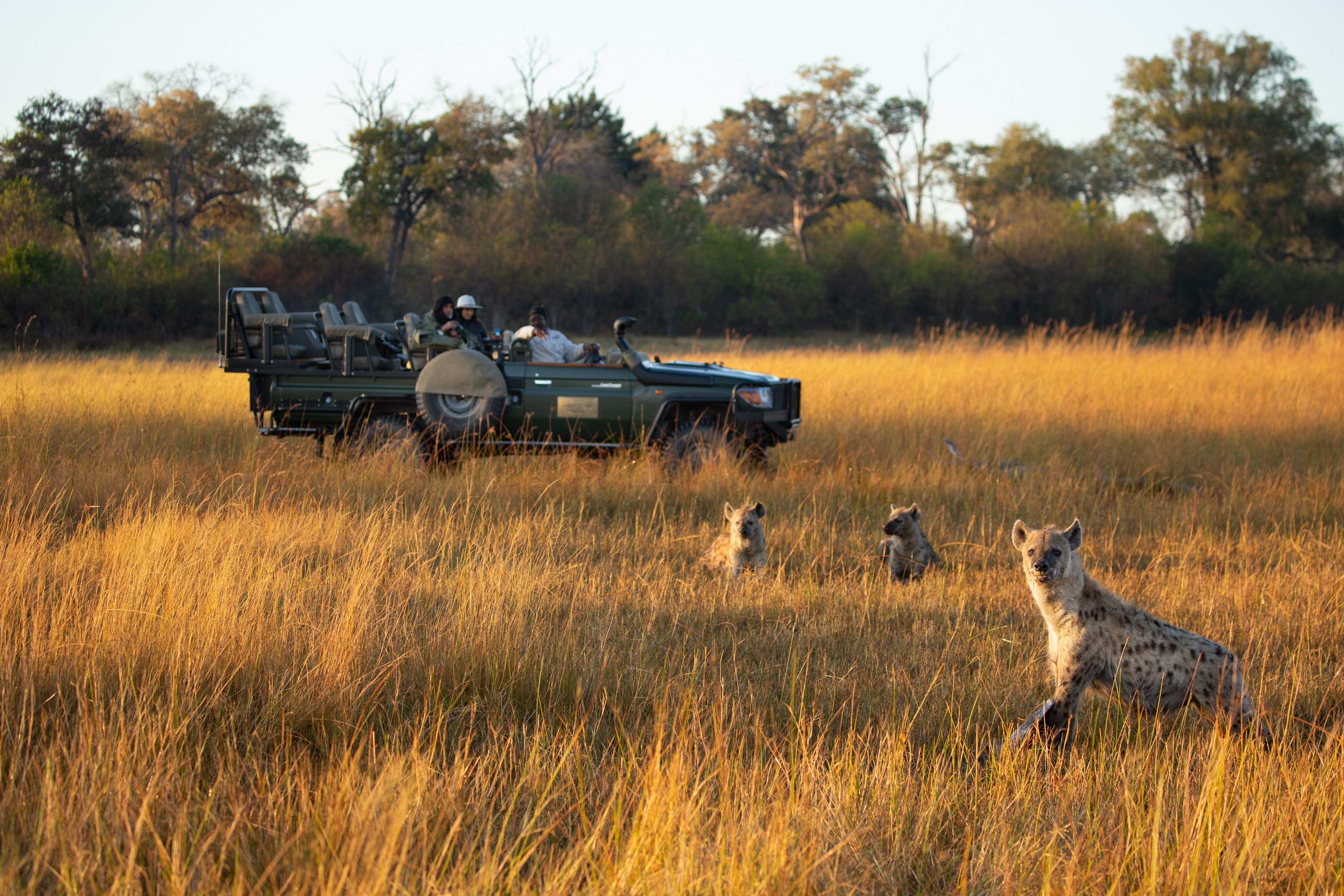 BW-Accommodatie-Zarafa-Camp-Wild-Dogs-Jeep.jpg