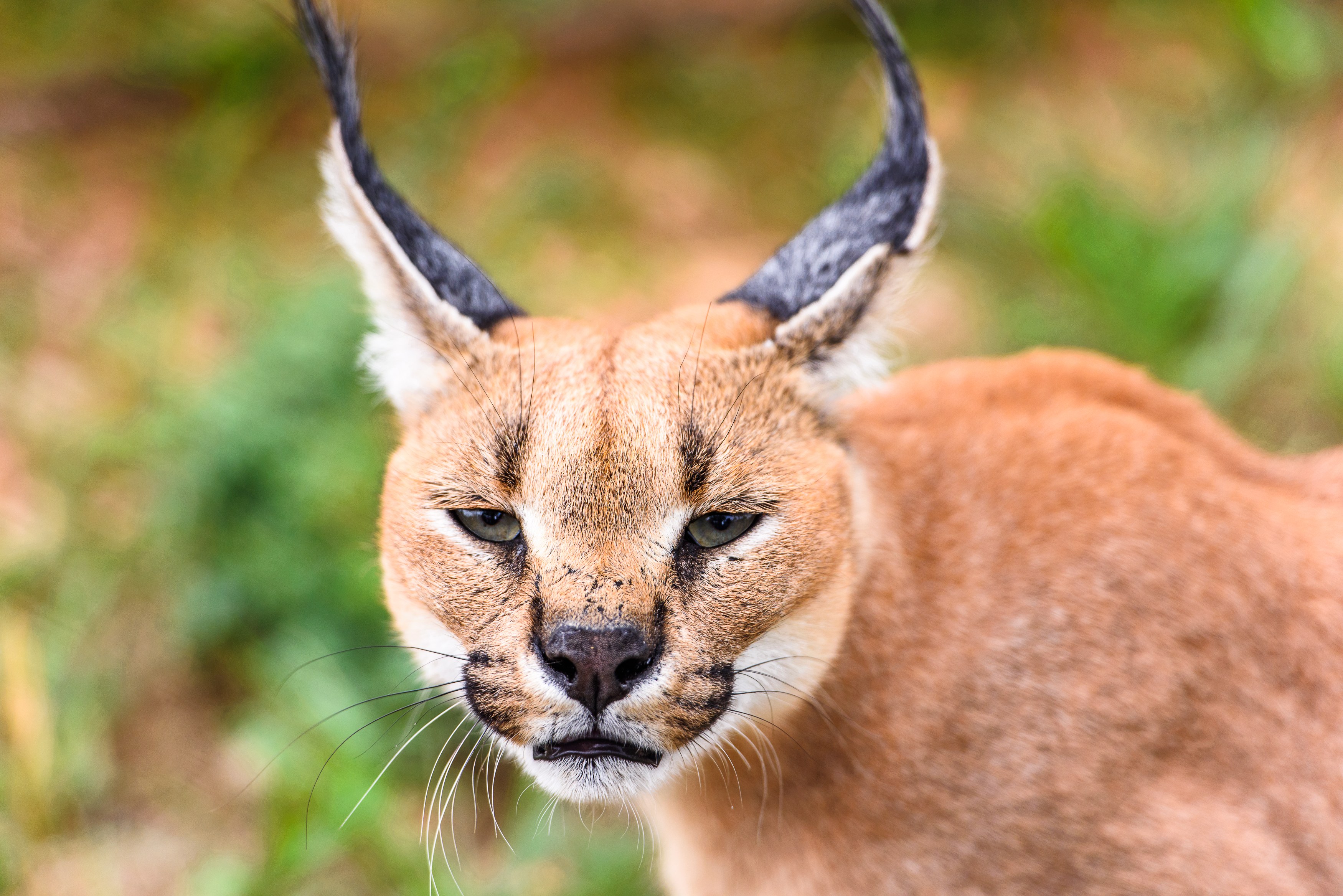 NA - Omaanda - Wildlife.jpg