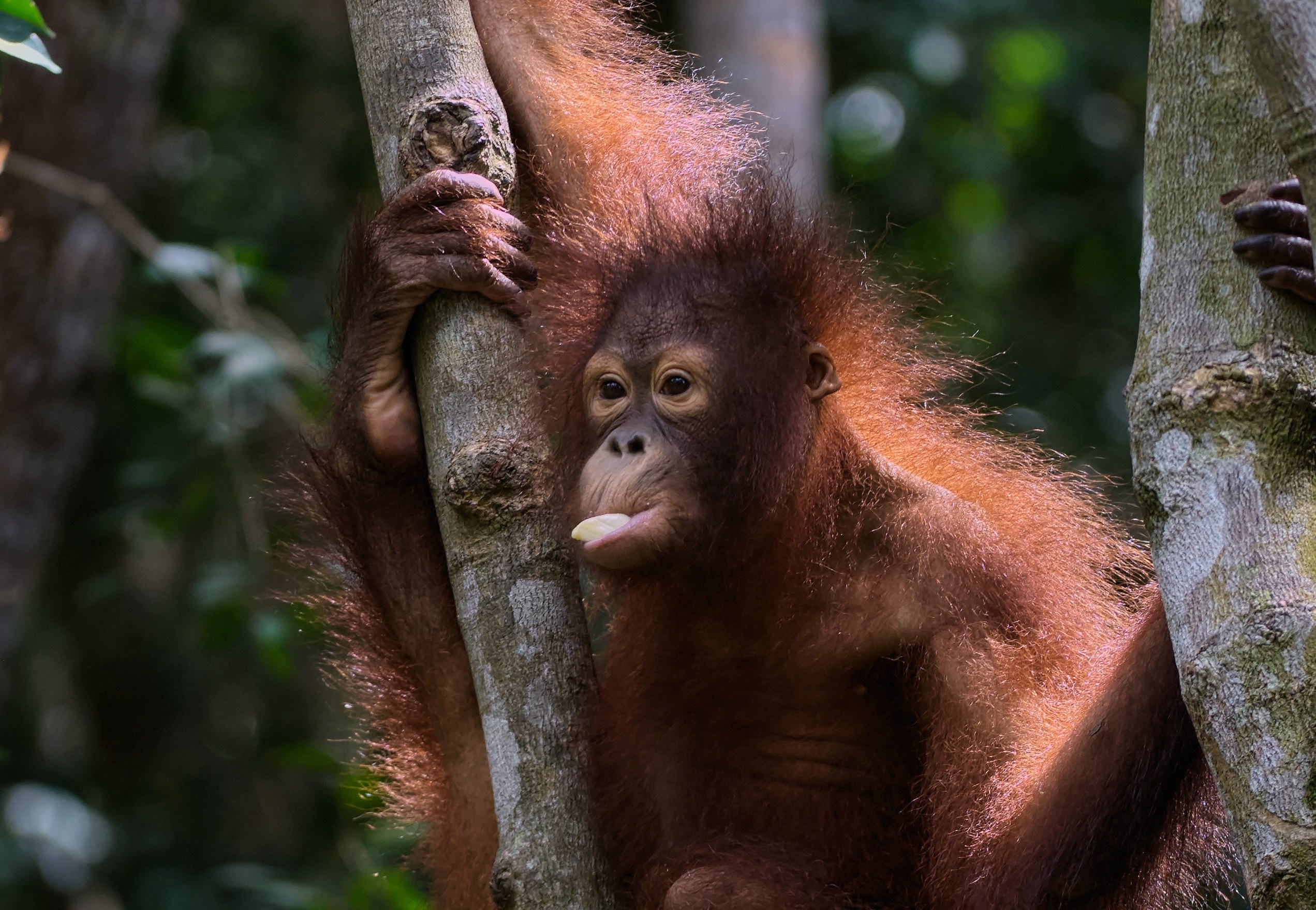 MY - Danum Valley, Borneo Rainforest Lodge - MY-I-Stock- Danum Valley- Orang Oetan.jpg