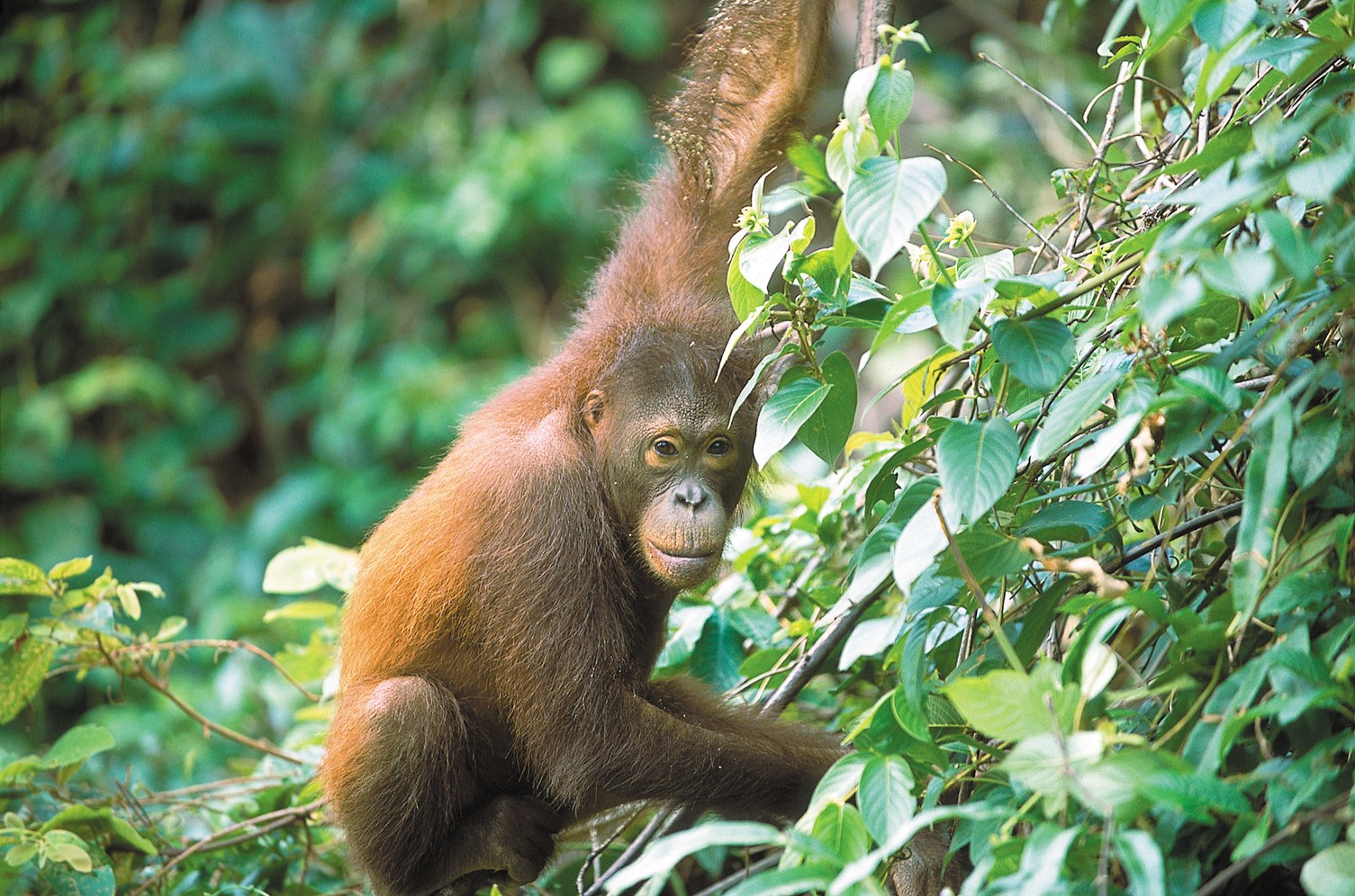 MY - Sabah - Orang Utan (1).jpg