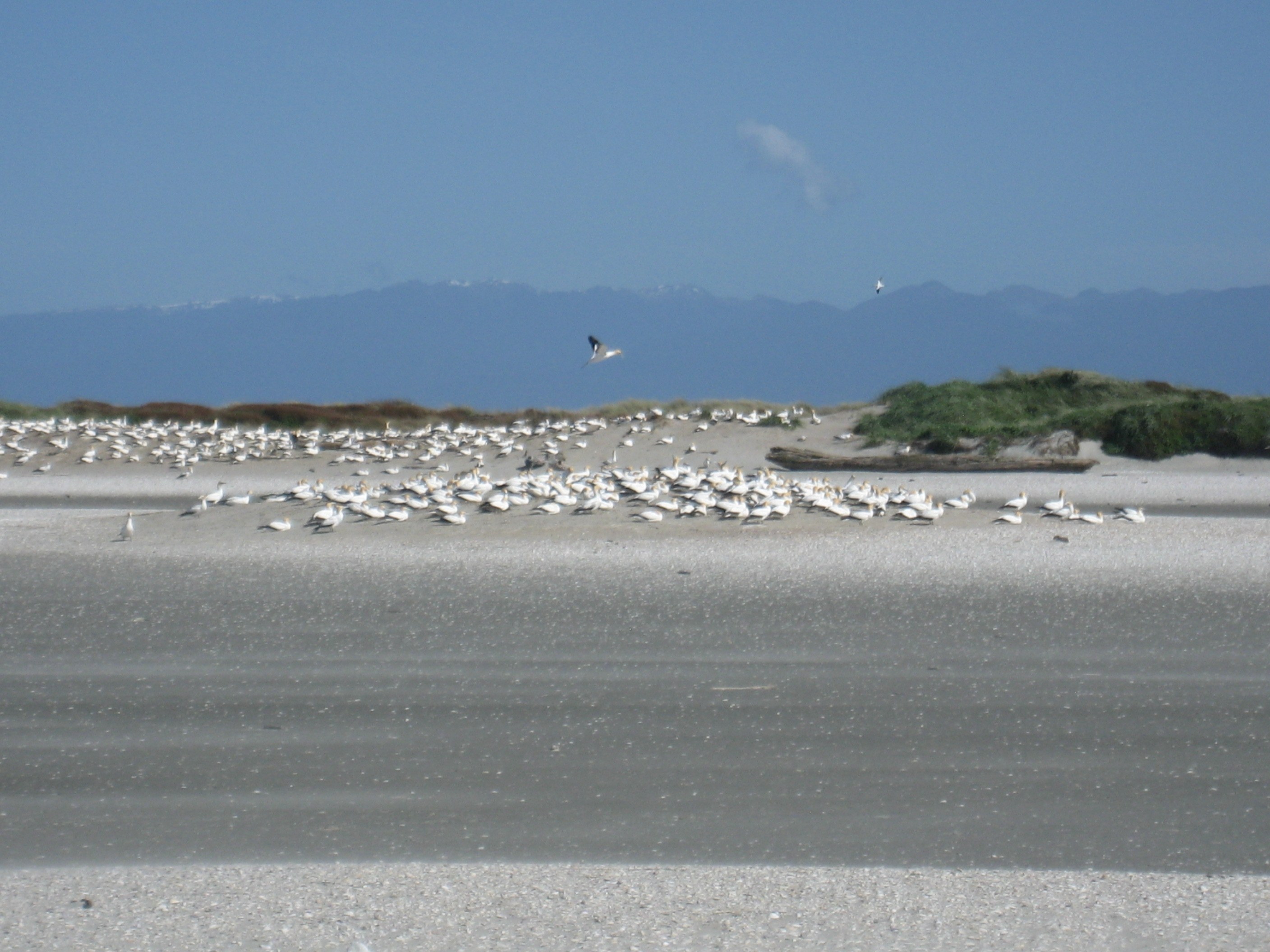 NZ - Jan van genten kolonie op Farewell Spit.jpg