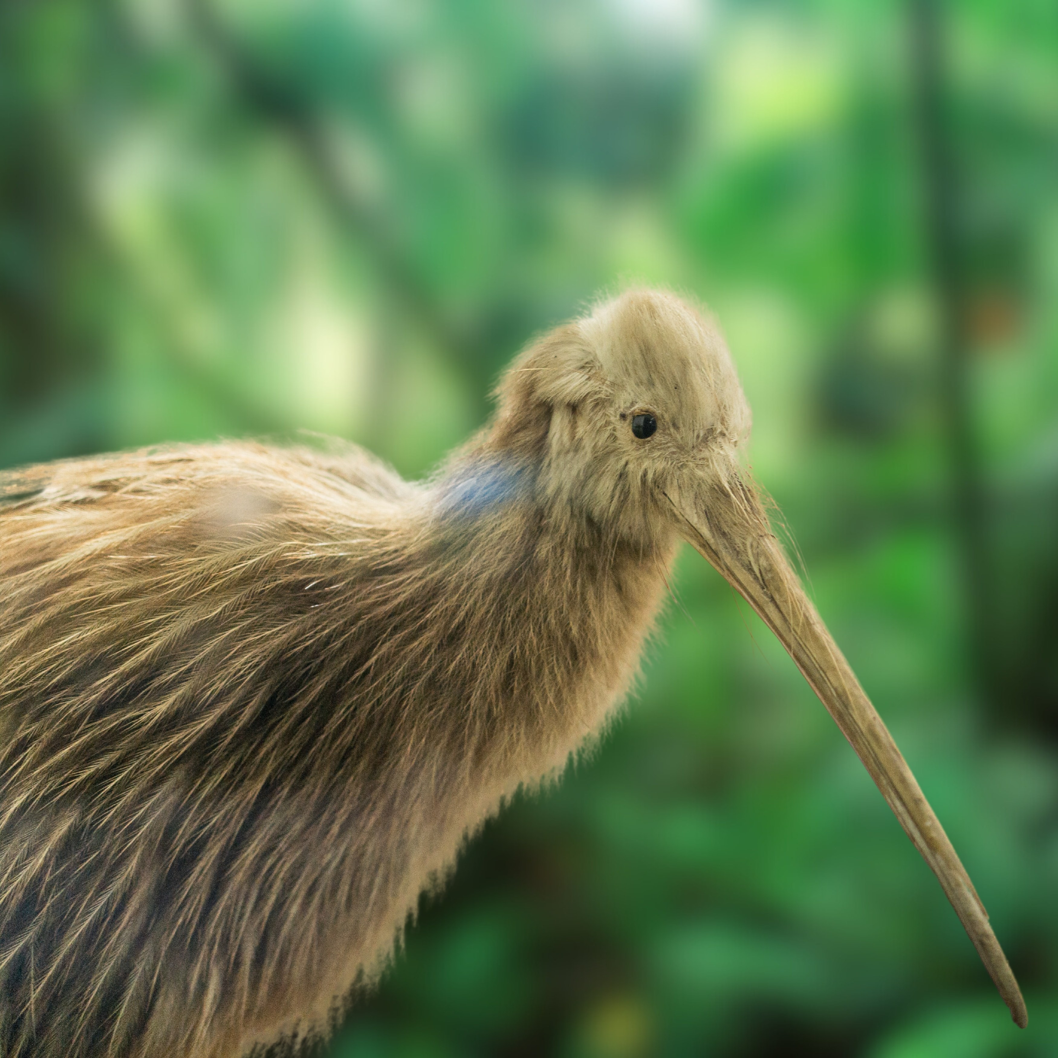 NZ - Kiwi - Shutterstock.jpg