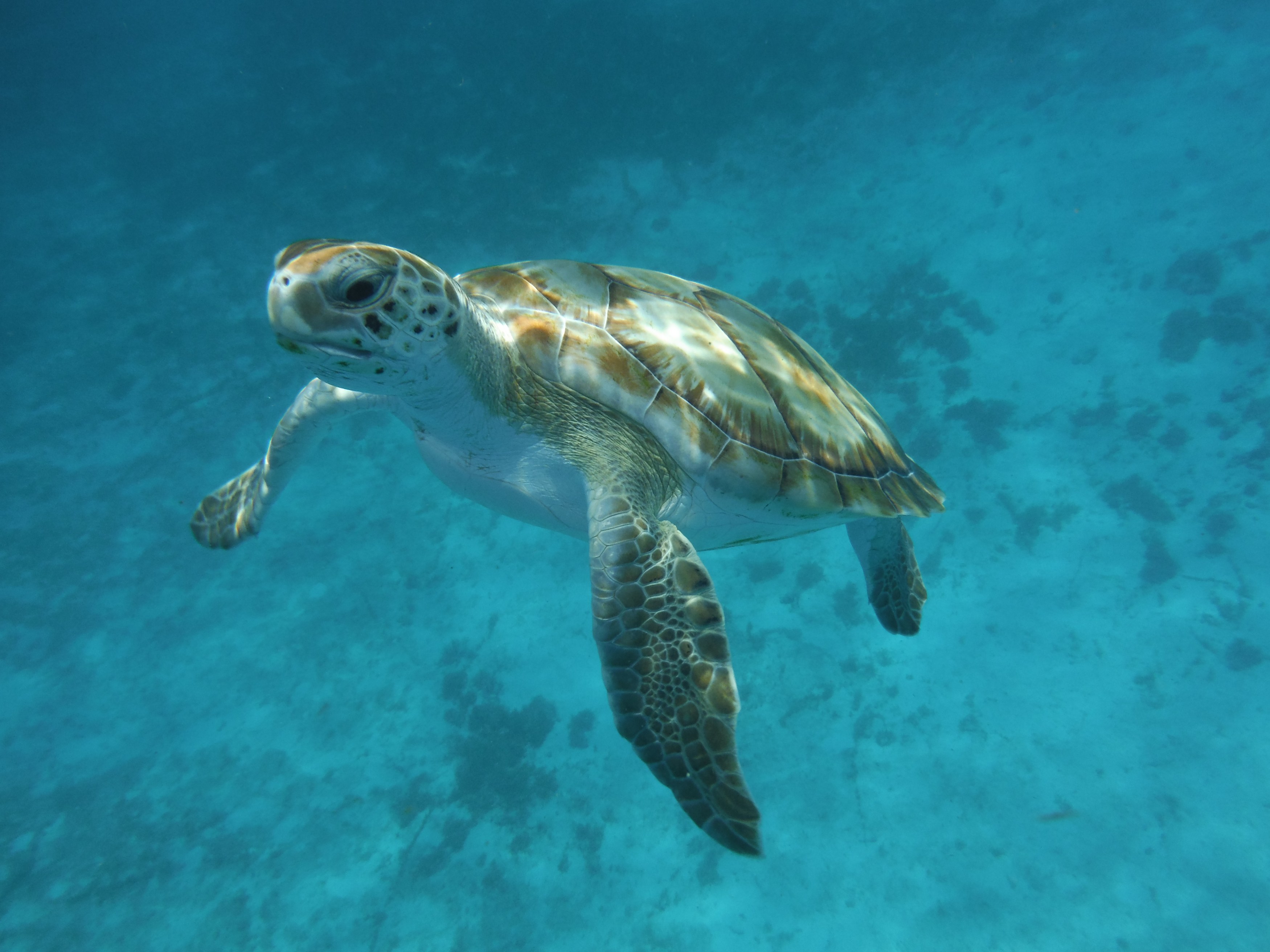BB-Carlisle Bay-Shutterstock.jpg