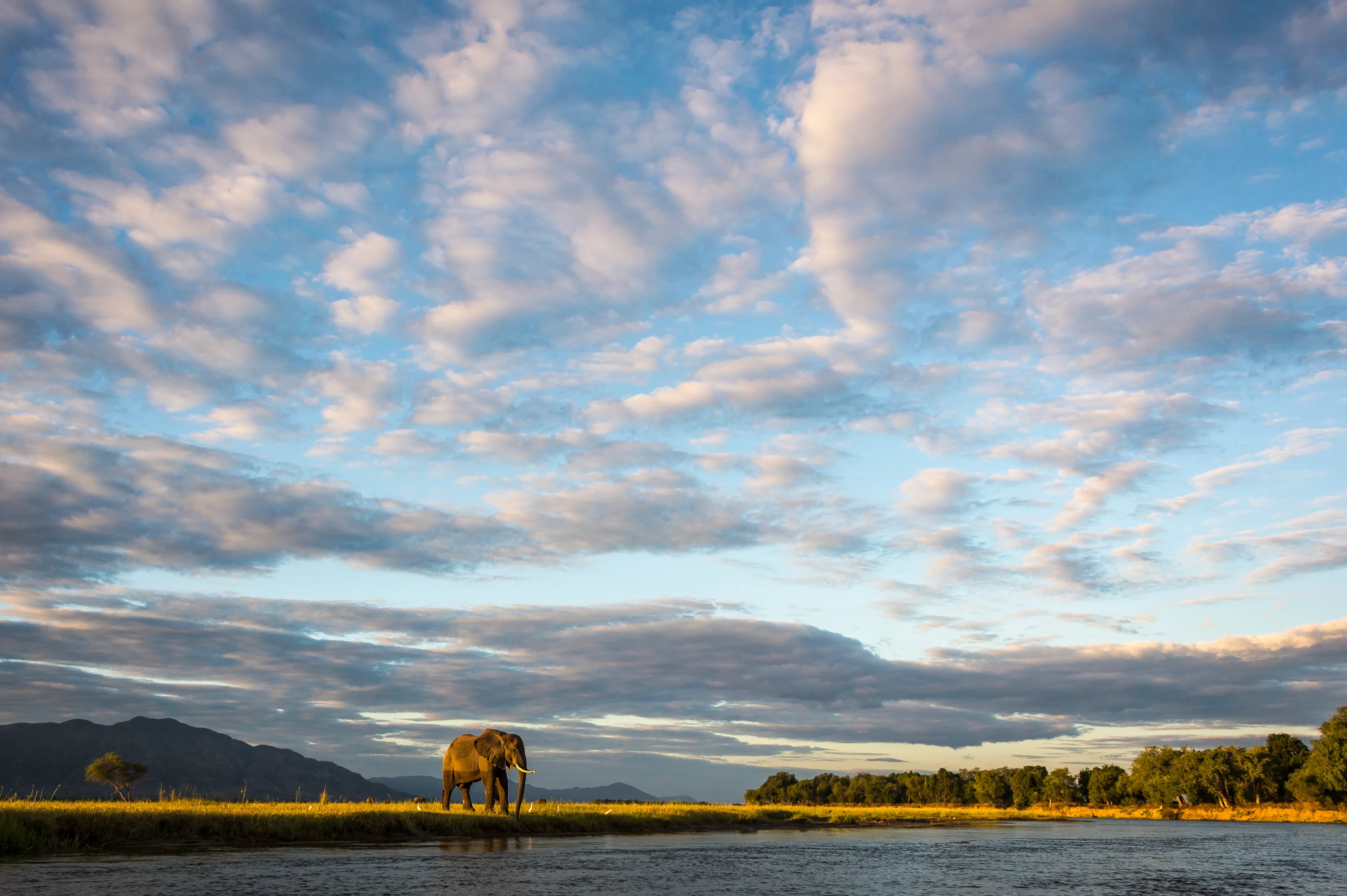 ZW - Ruckomechi Camp - Elephant.webp