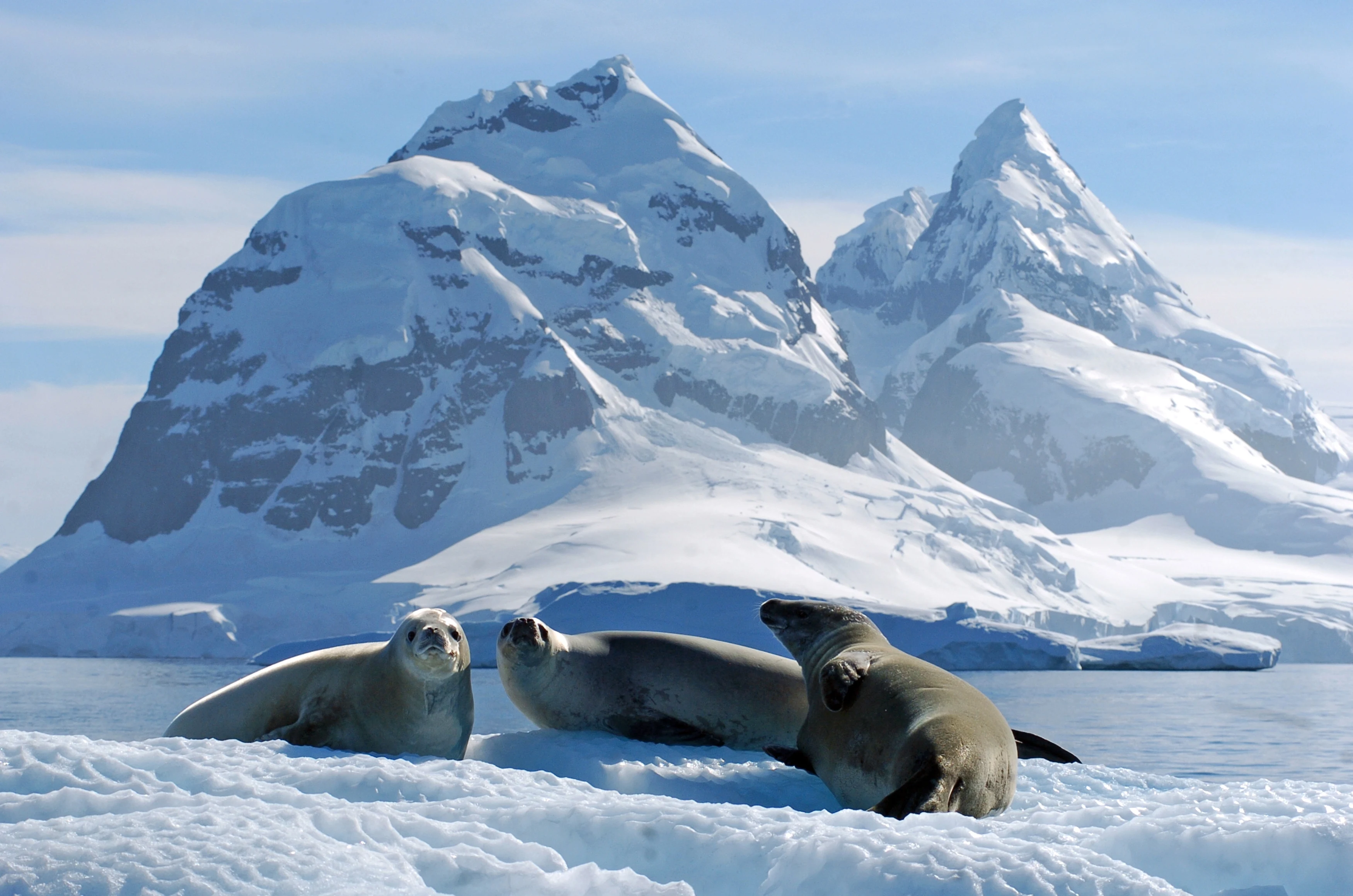 AQ - Seals.webp