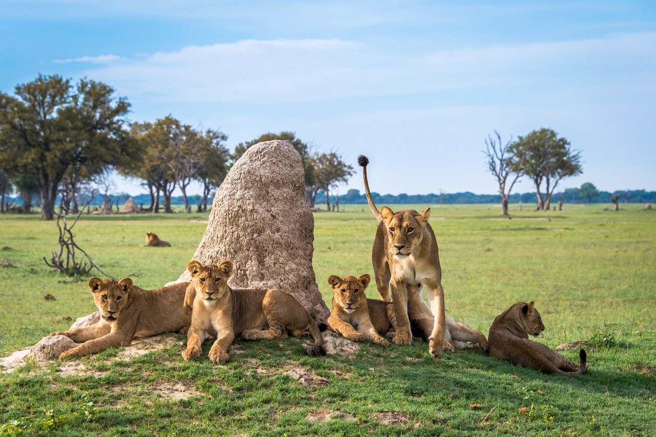ZW-Linkwasha Camp-lions.jpg