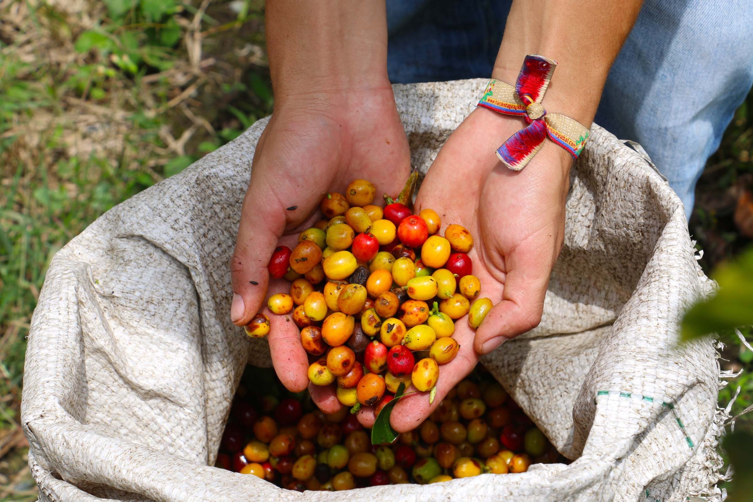 CO-Coffee-region (1).jpg