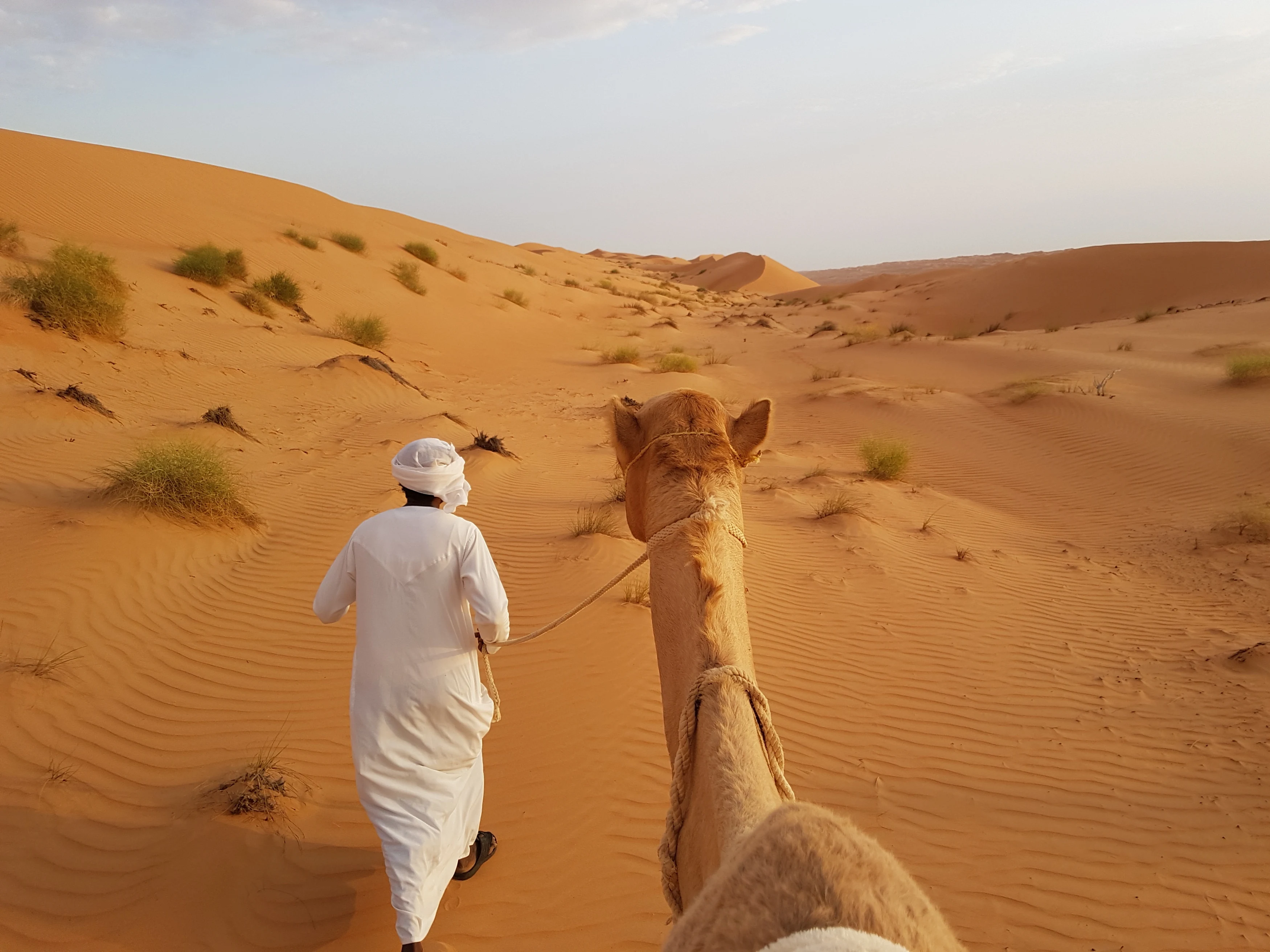 OM - Canvas Camp - By camel to camp.webp