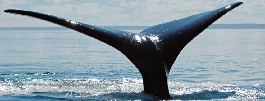ZA-Zuid-Whales.webp