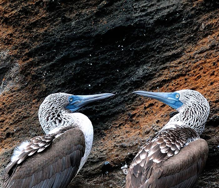 EC - Accommodatie - Galapagos Safari camp - Vogel.jpg