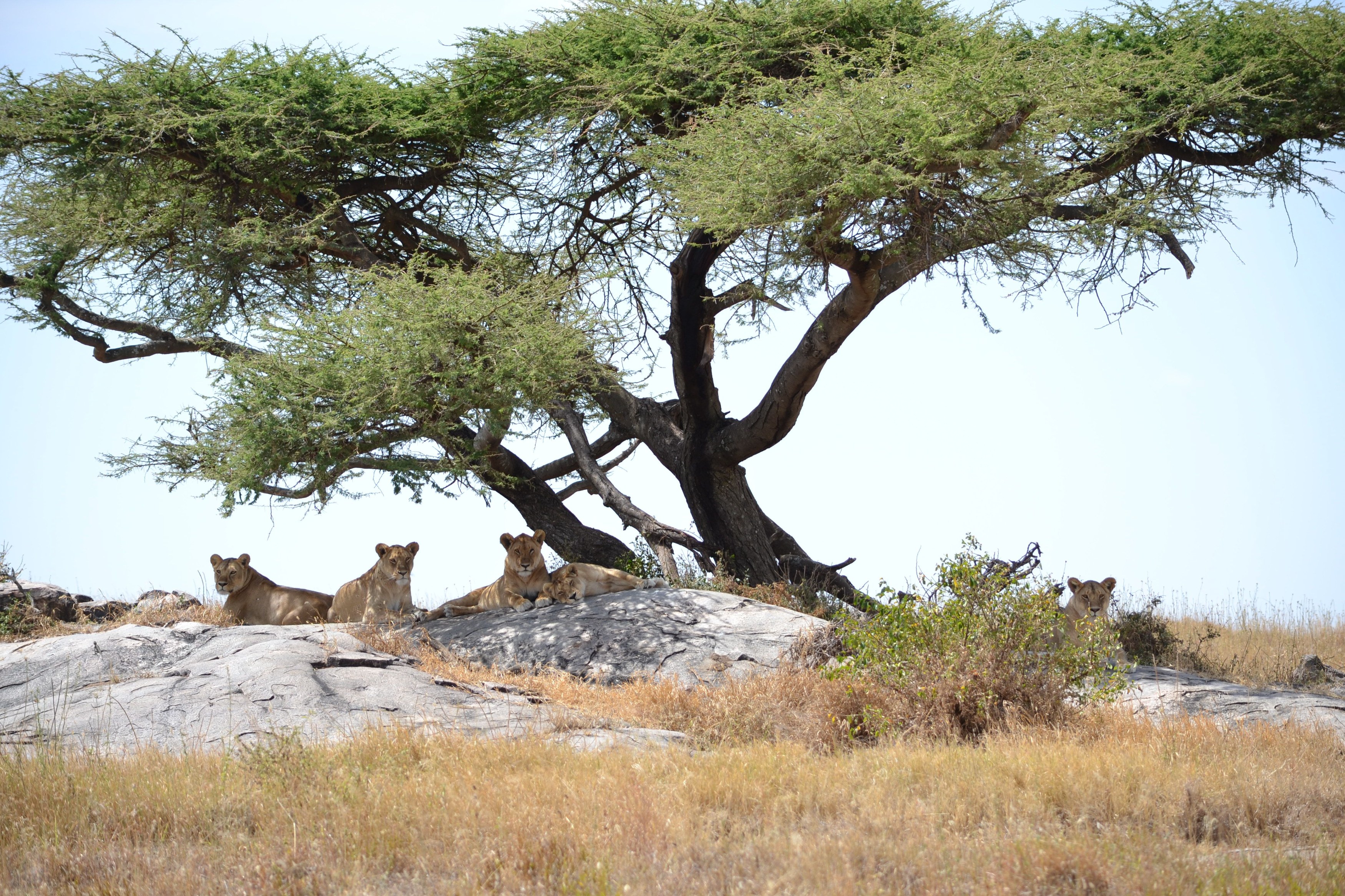 TZ - Namiri Plains - Lions pirde.jpg