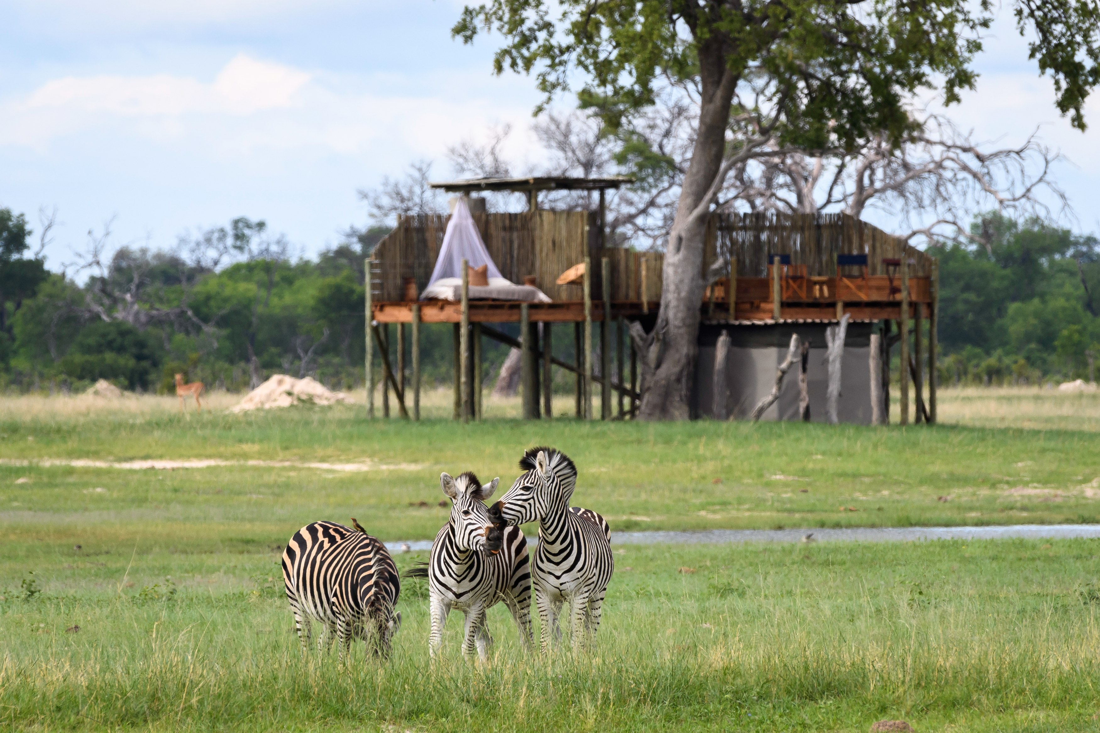 ZW - Linkwasha Camp - Zebras.jpg