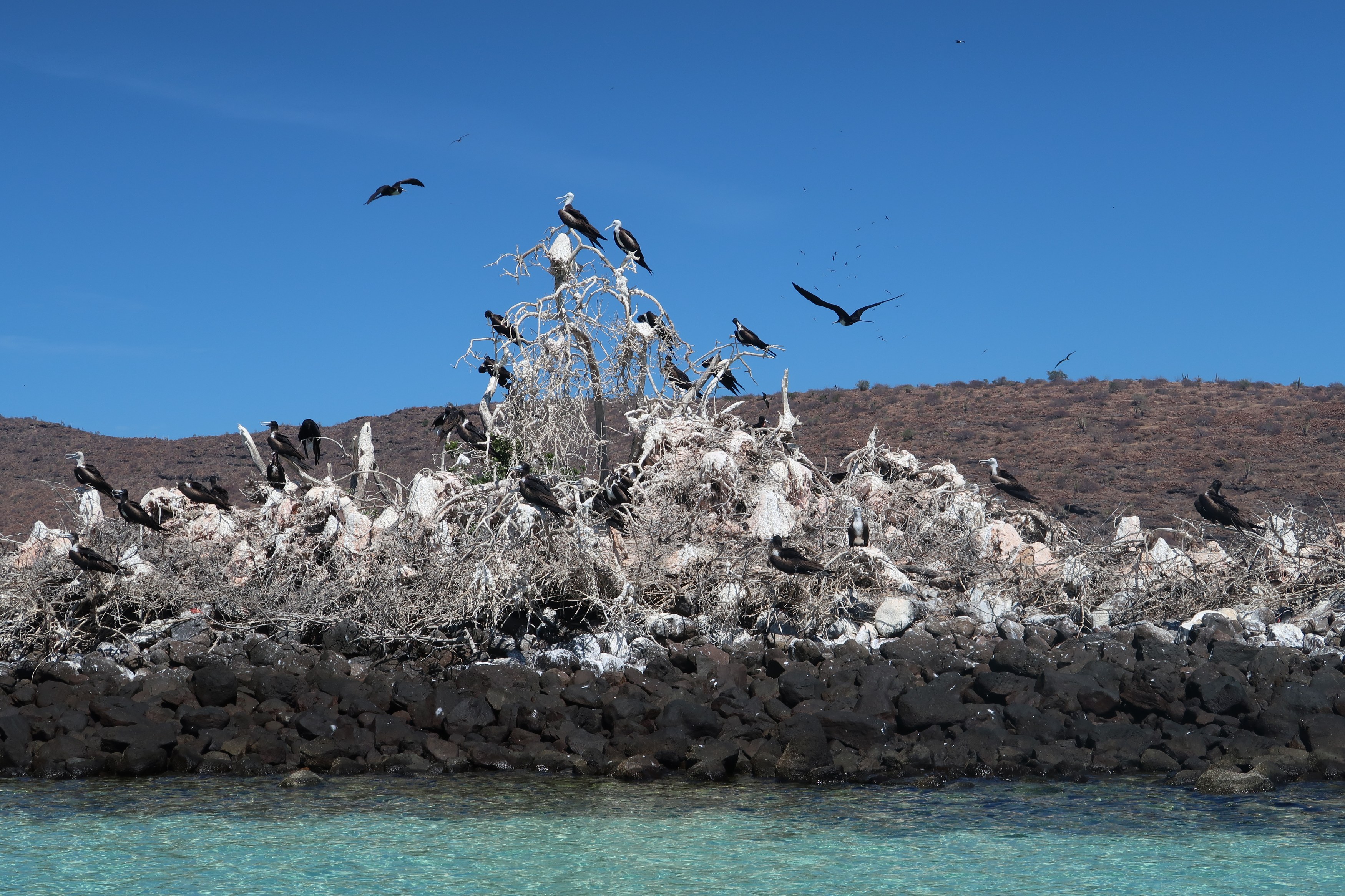MX - Espirito Santo Island - Birds-1.JPG