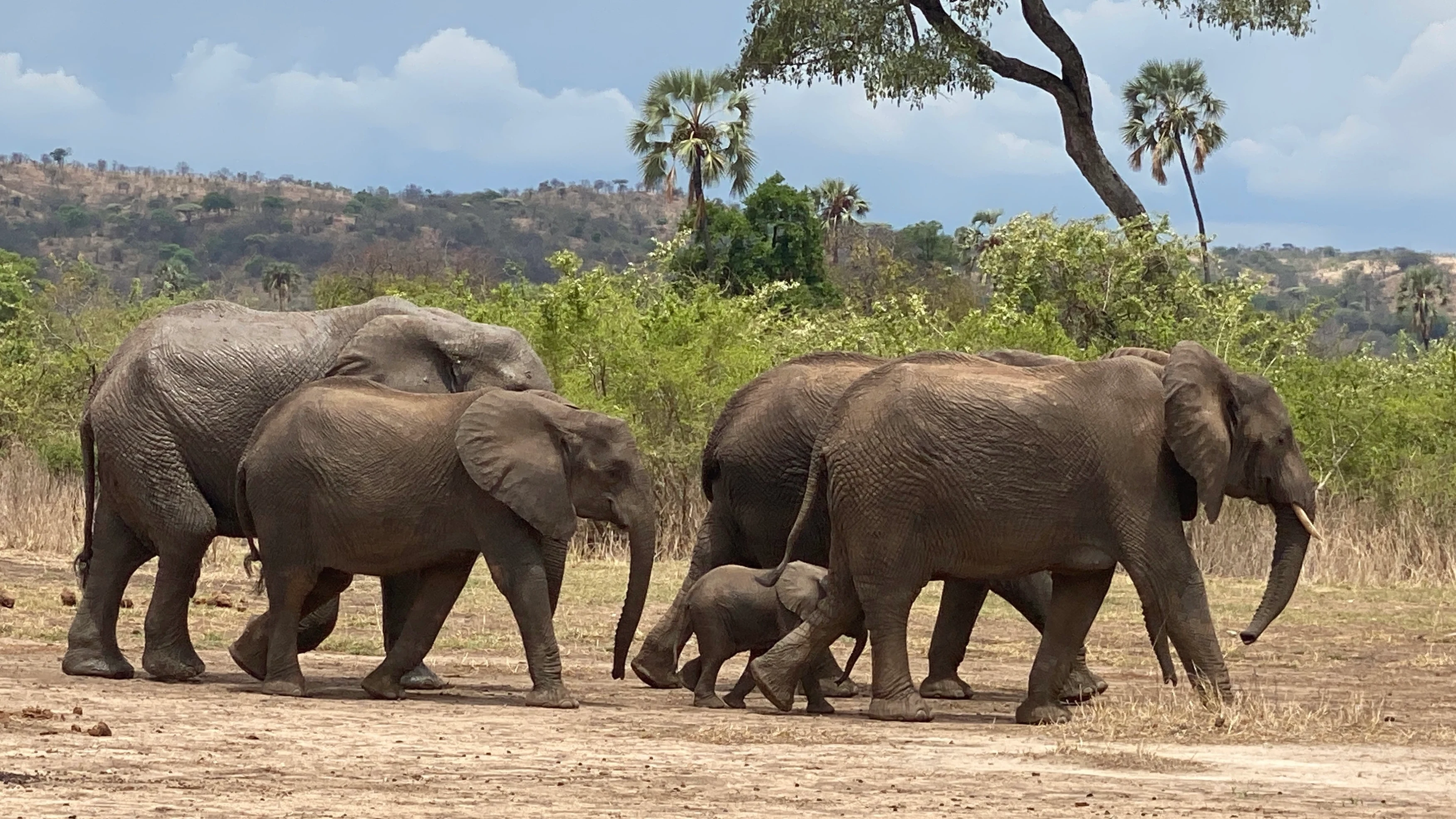 TZ - Ruaha - Elephants.webp