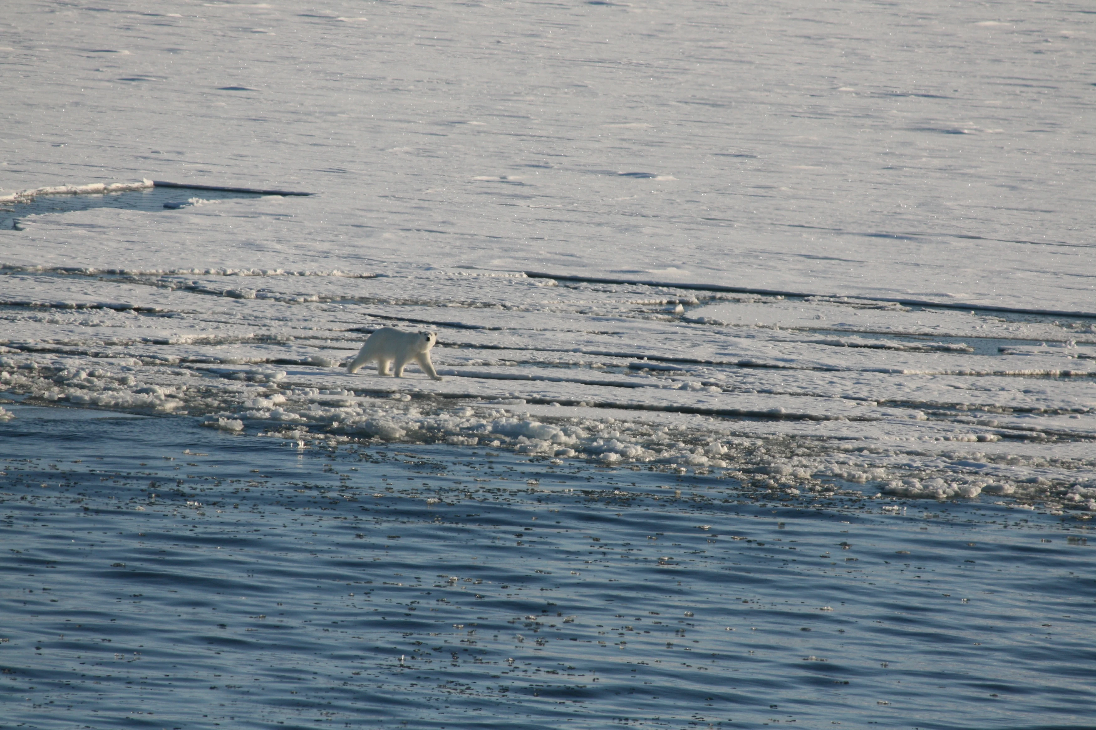 NO - Arctic ijsbeer (6).webp