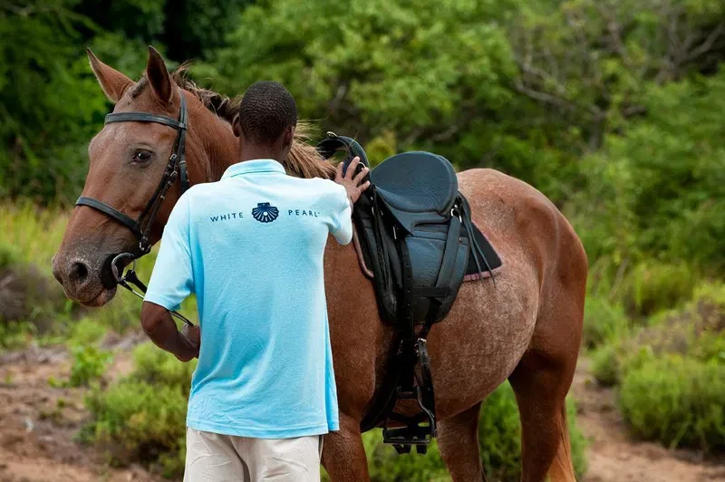 MZ-White Pearl Resorts-paard.webp