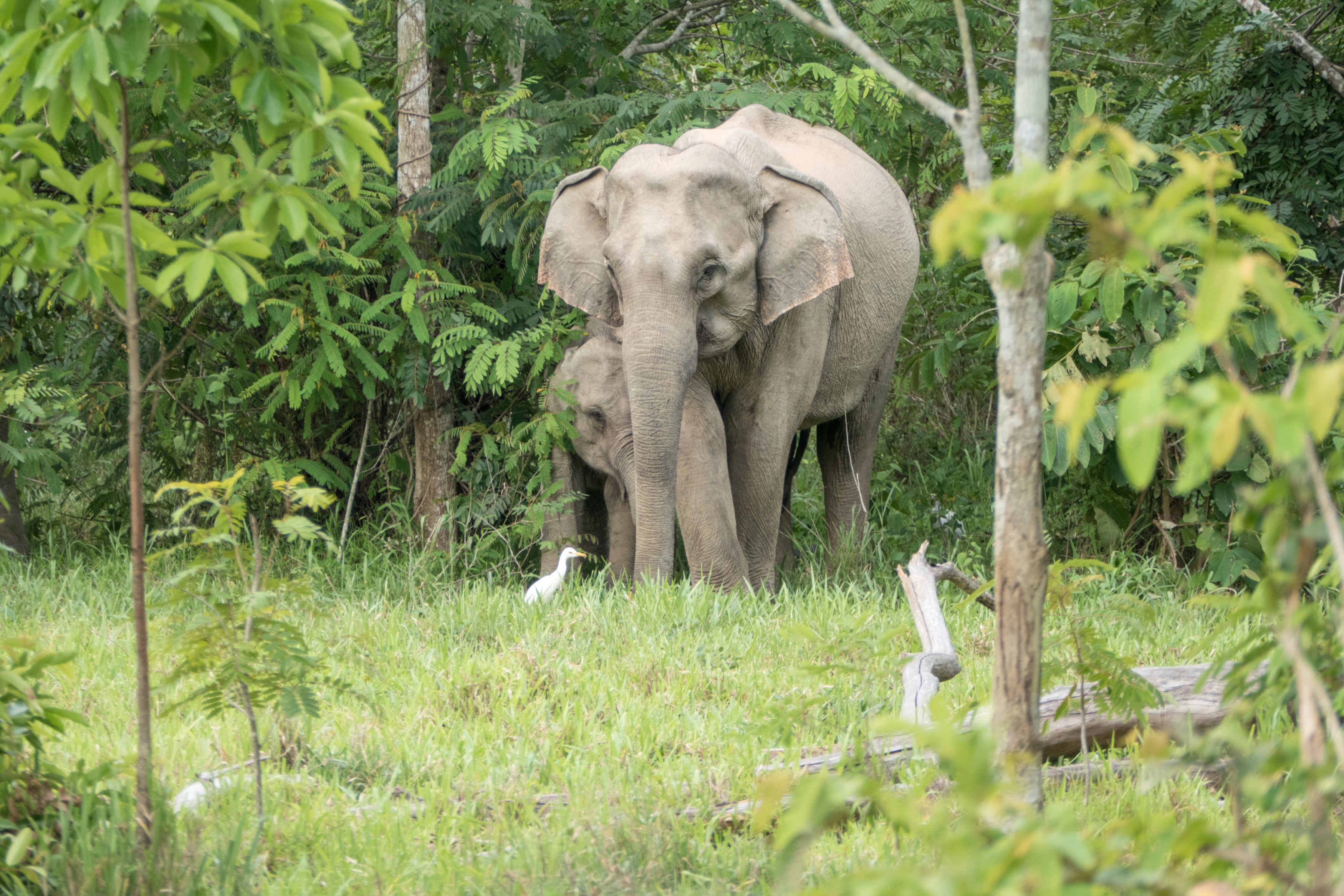 TH - Kui Buri National Park - elephants.jpg