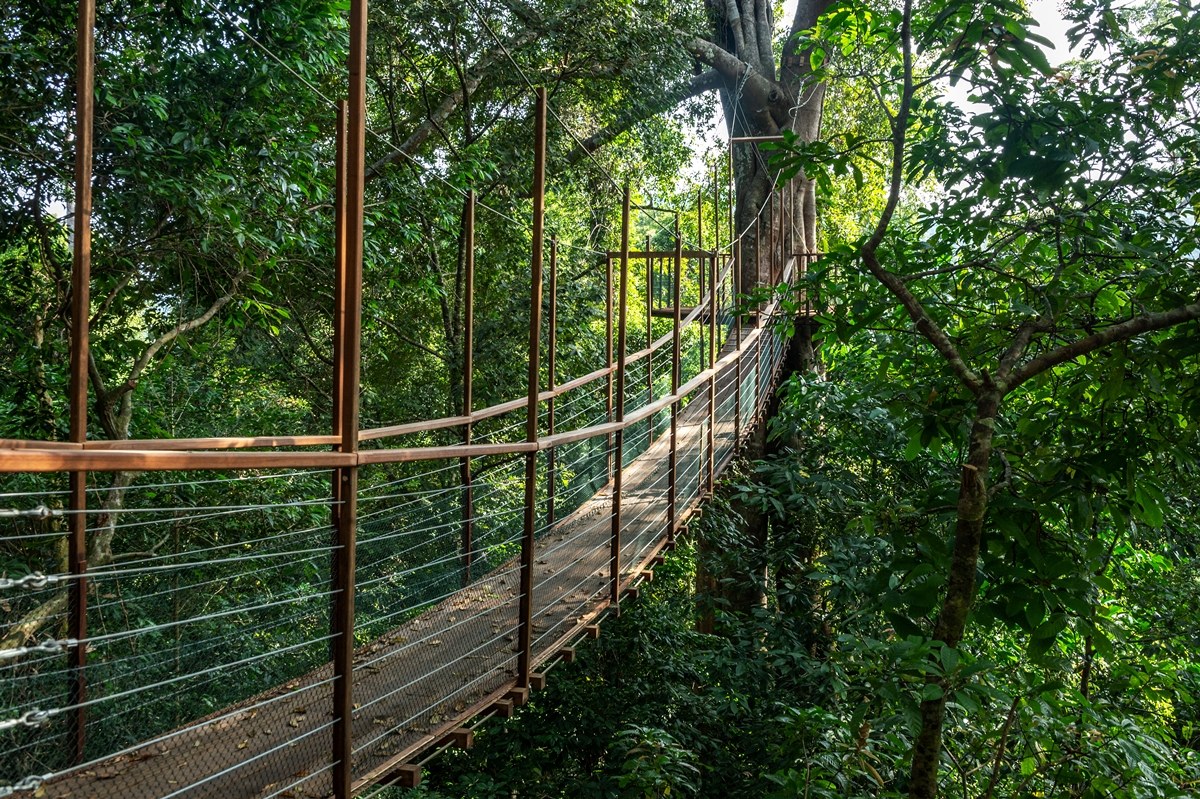 MY - The Datai Langkawi - Canopy Walk.jpg
