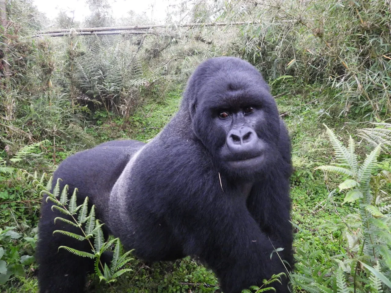 RW-Gorilla.webp