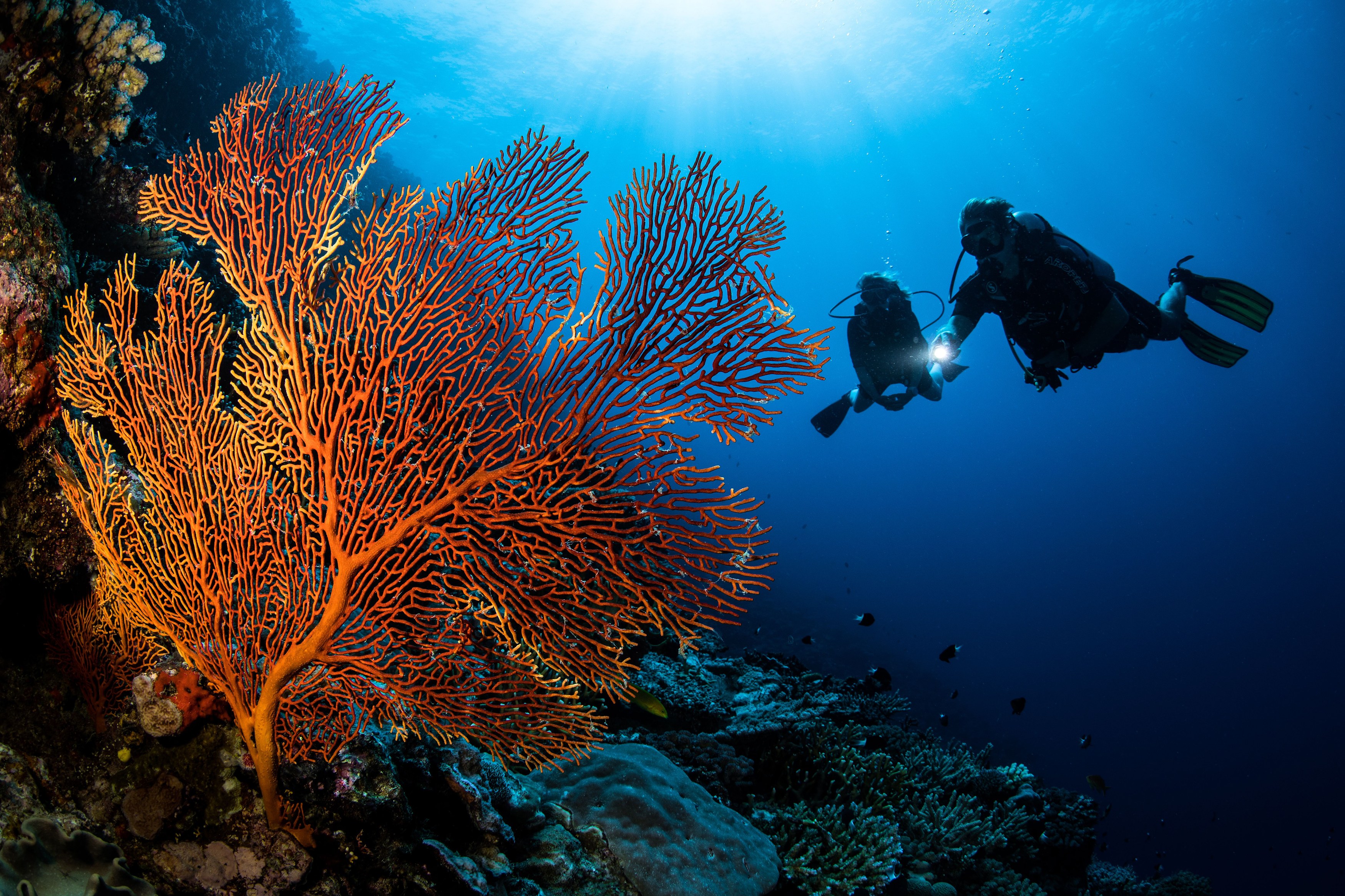 FJ - Accommodatie - Kokomo Private Island - Diving.jpg