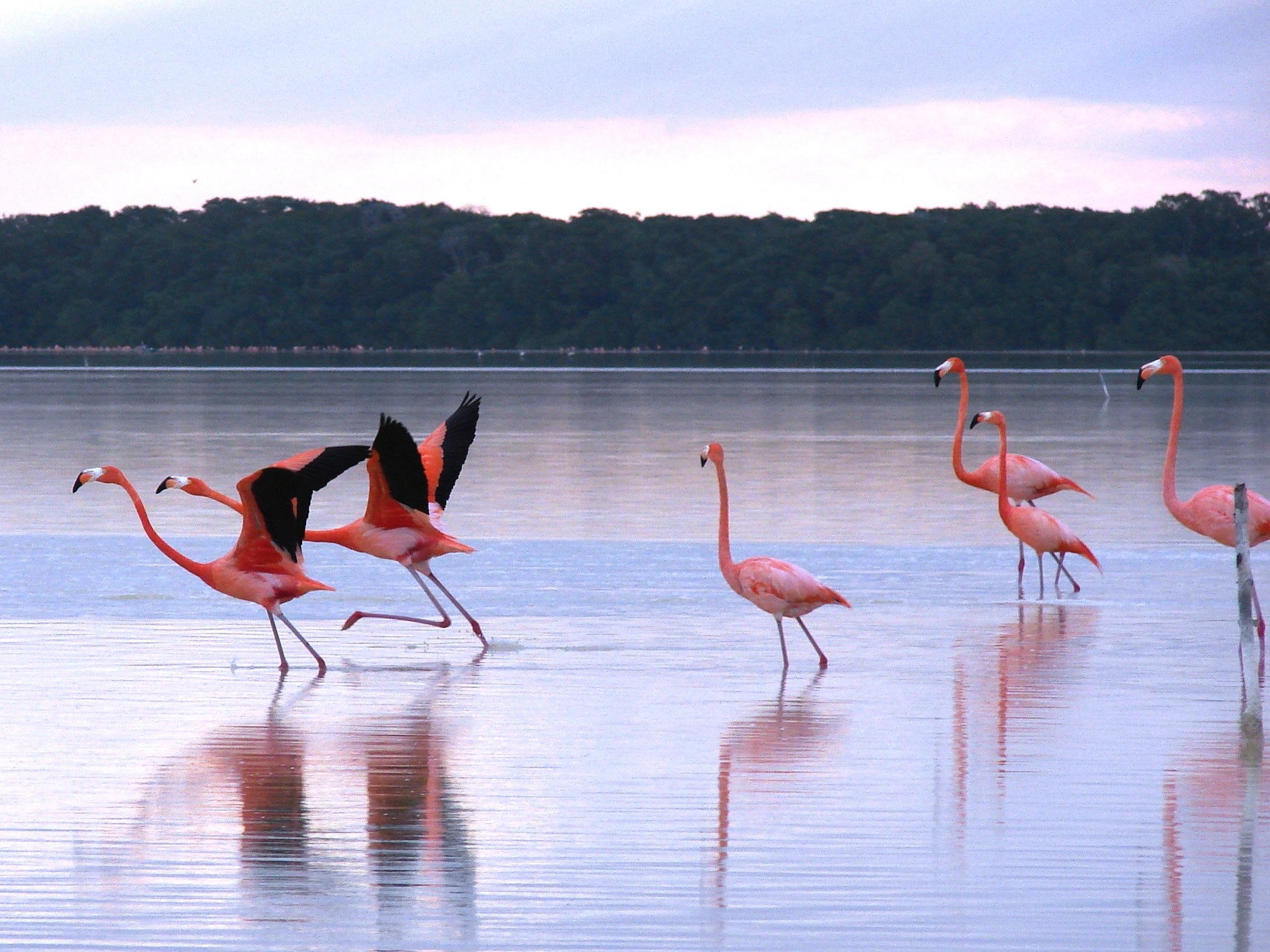 MX - Merida - Celestun - Flamingo (1).JPG