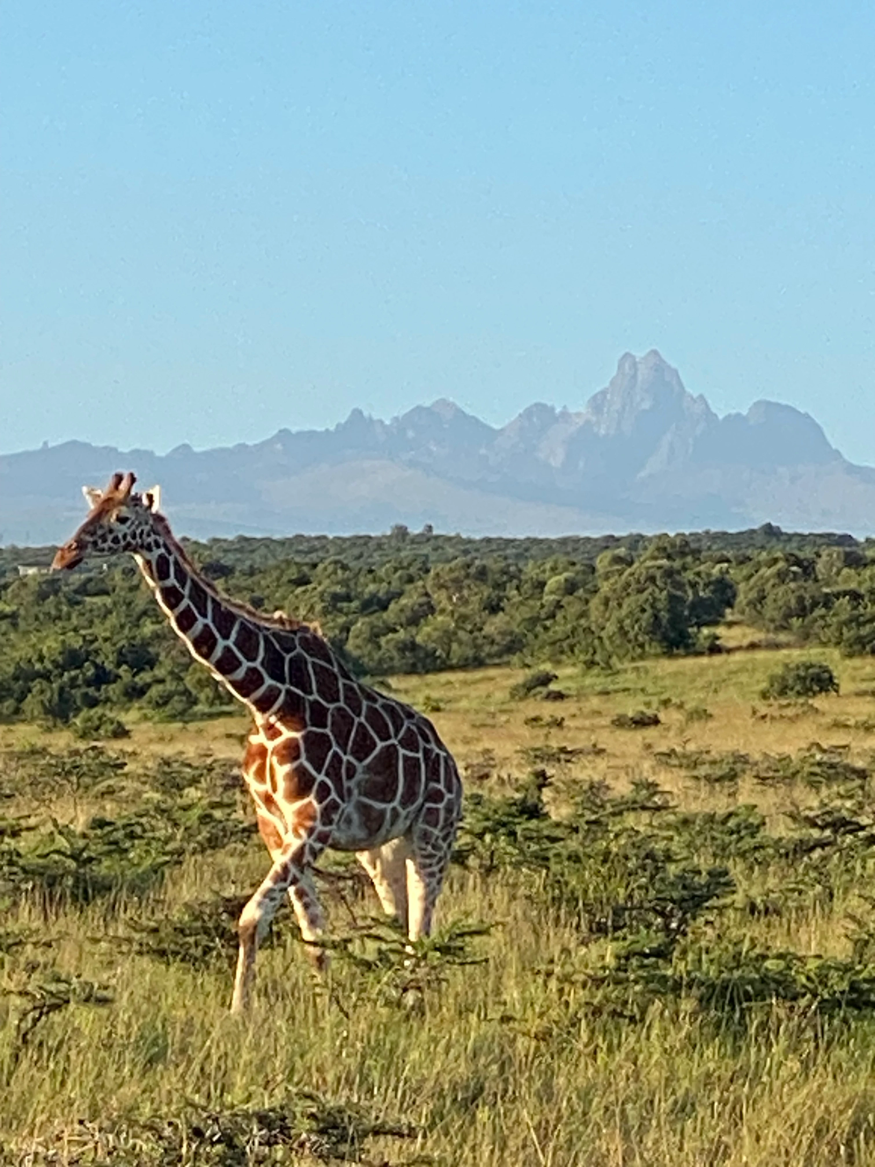 KE-Borana Conservancy-Netgiraffe met Mount Kenya op de achtergrond.webp