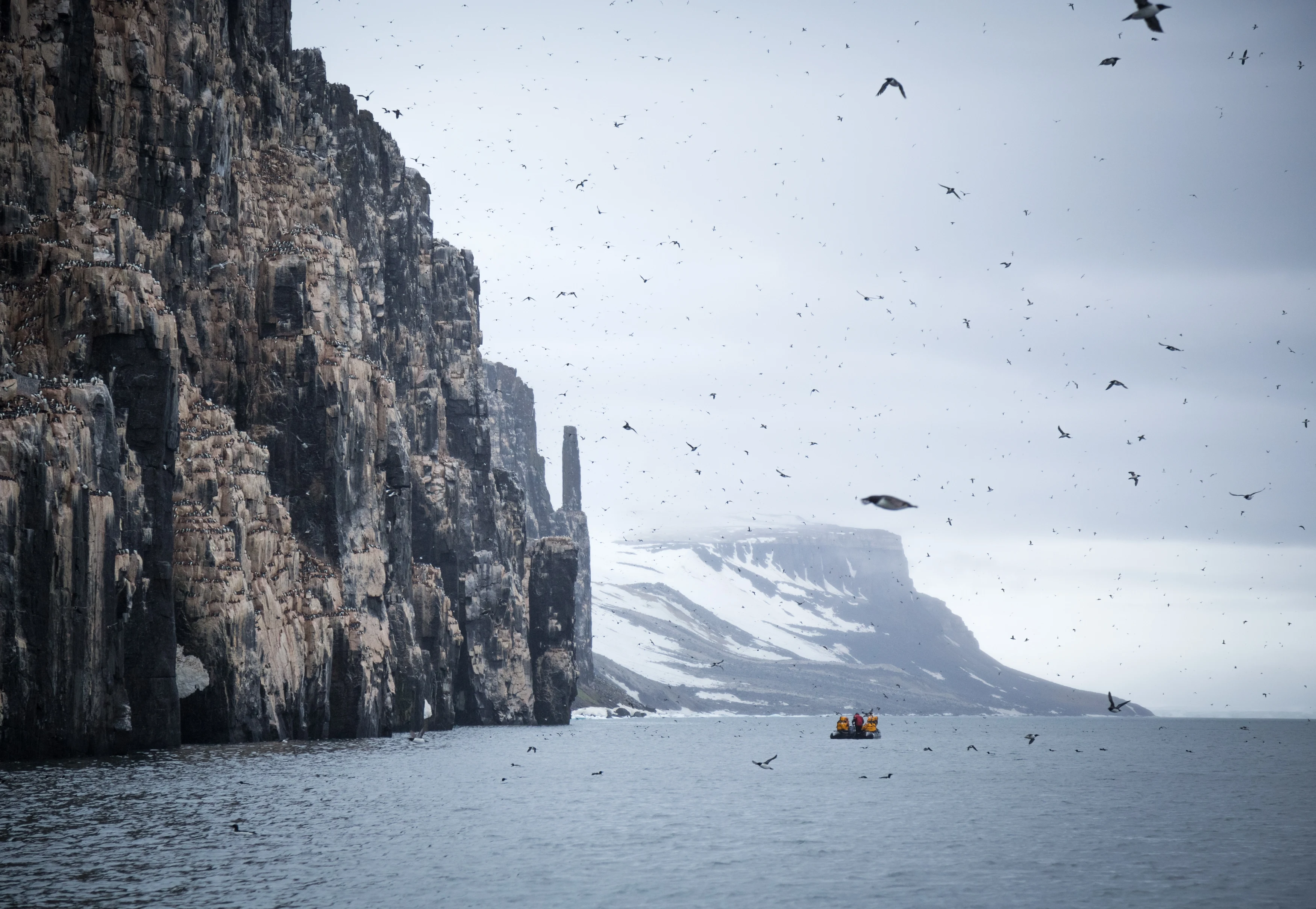NO- Quark expeditions.brunnichs_guillemots_alkefjellet_svalbard_acaciajohnson.webp