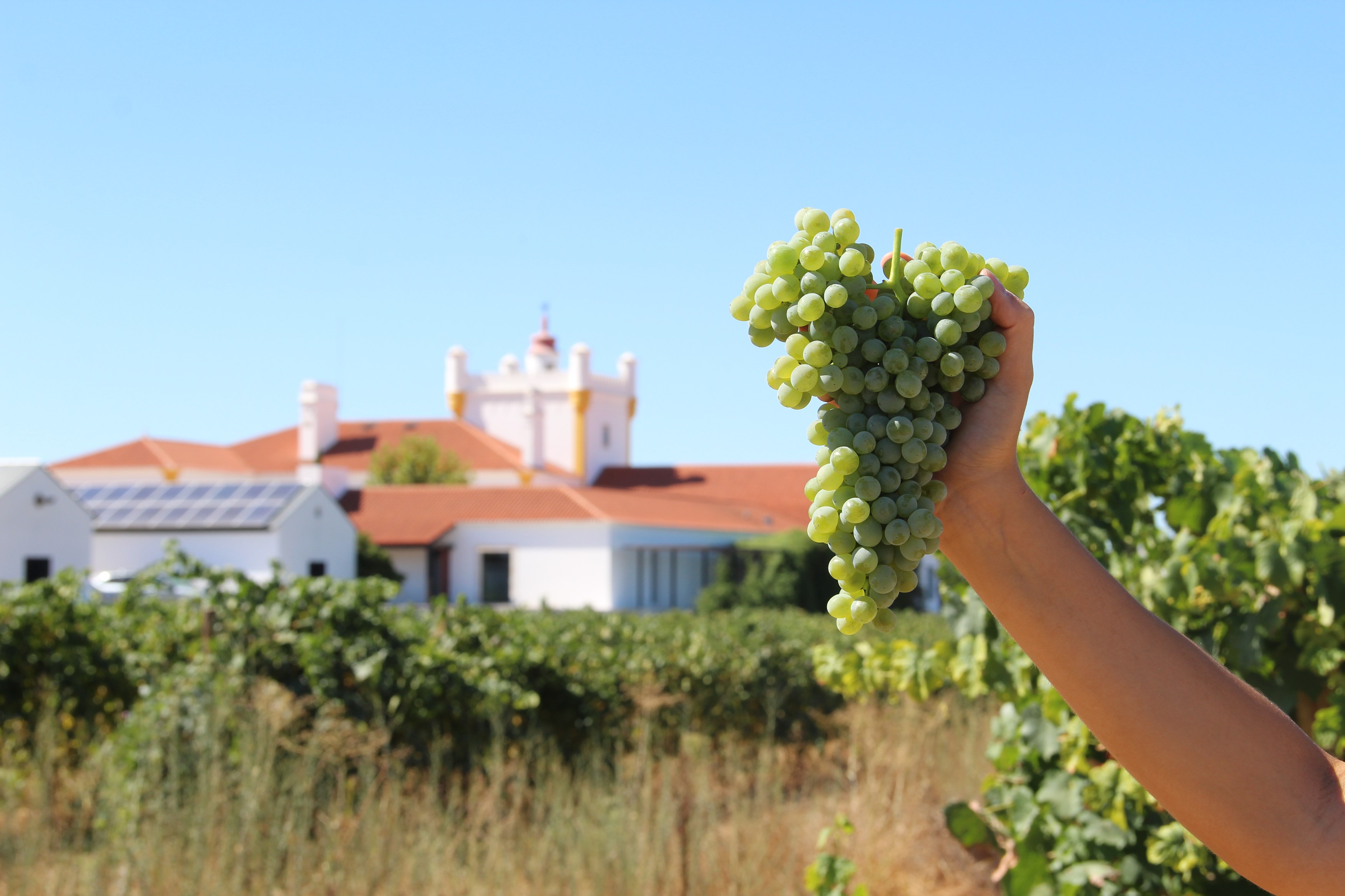 PT - Torre de Palma - Winery (11).JPG