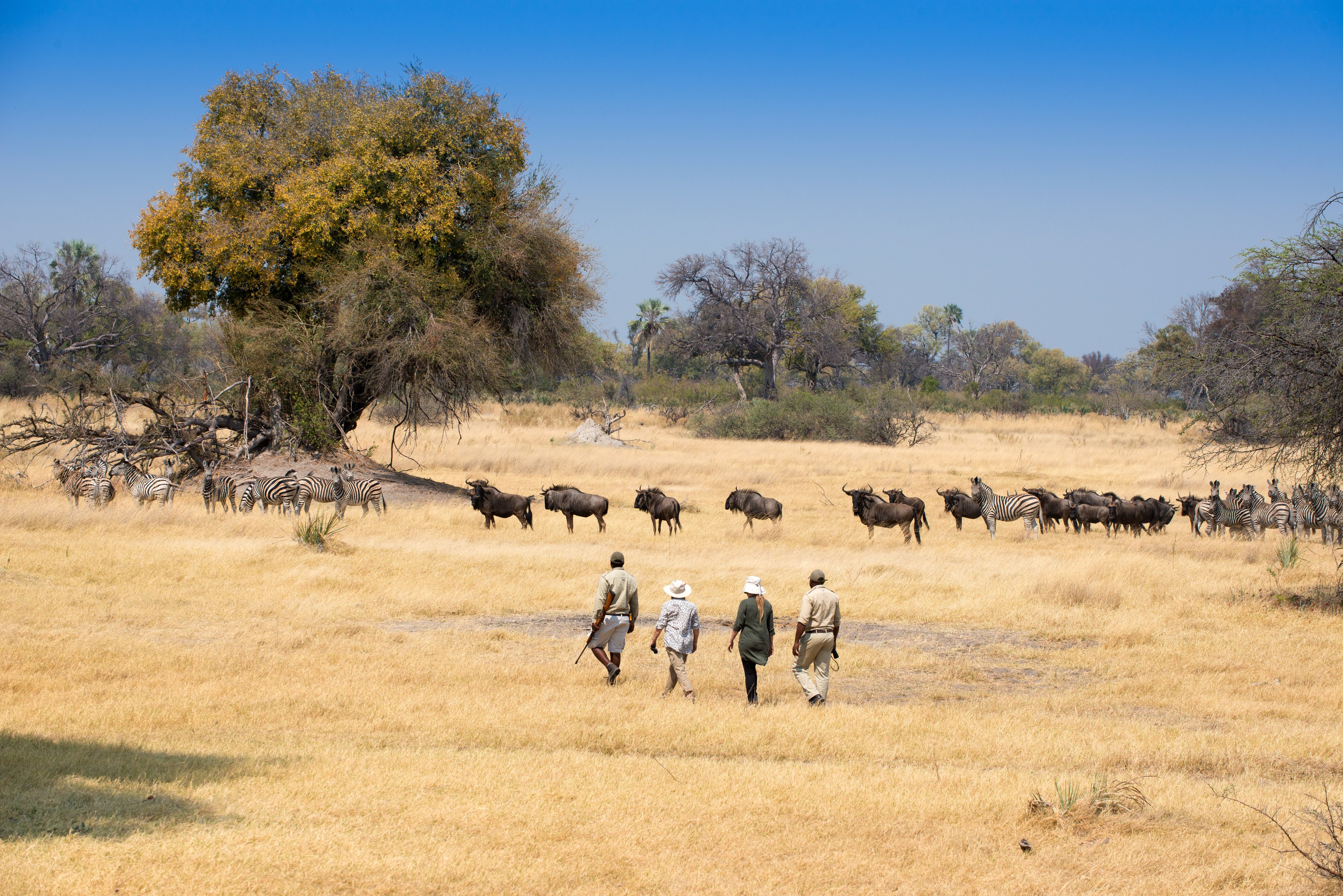 BW-Sandibe Okavango Safari Lodge-Guided-walking-safari-wildebeest.jpg