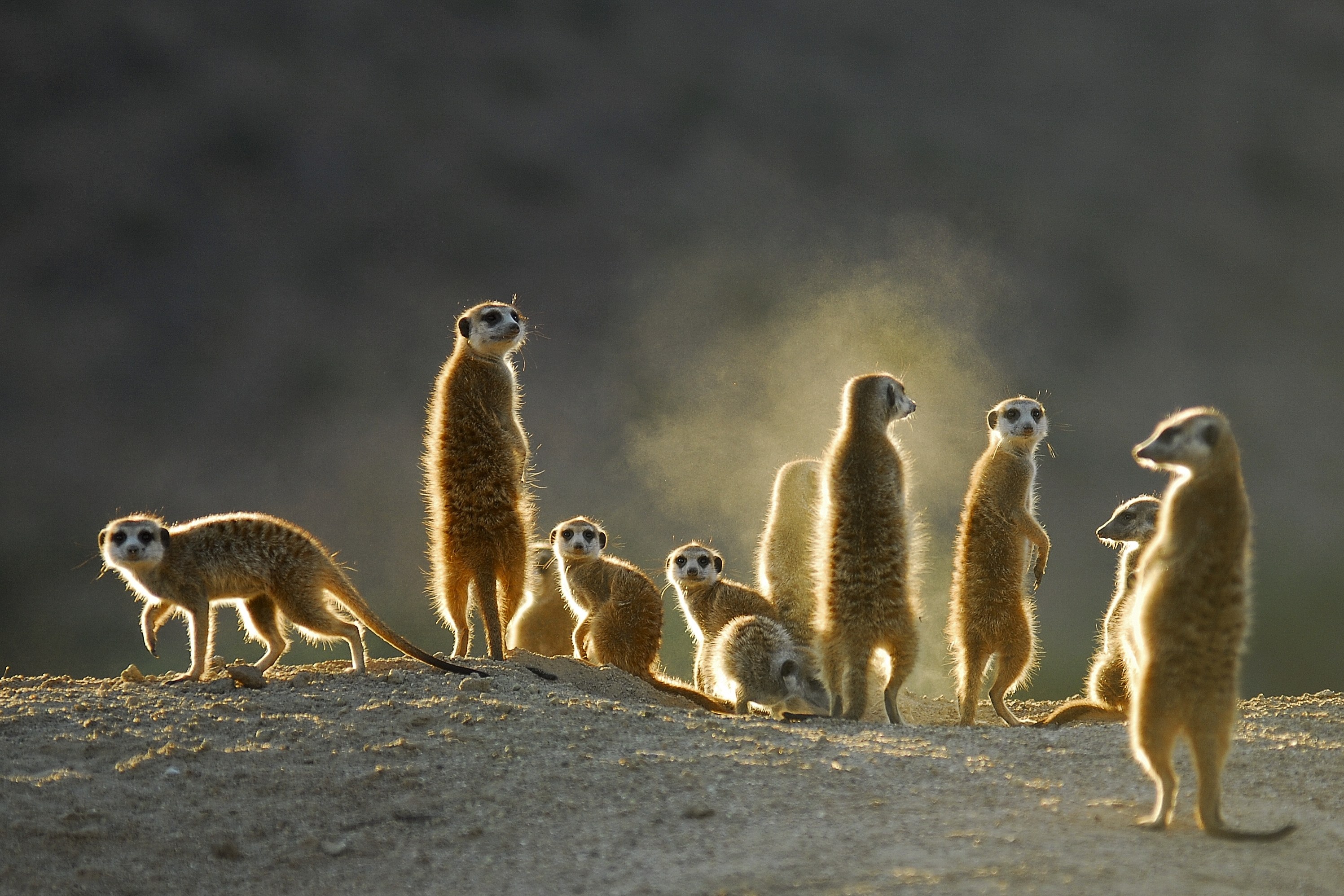 ZA - Meerkats.jpg