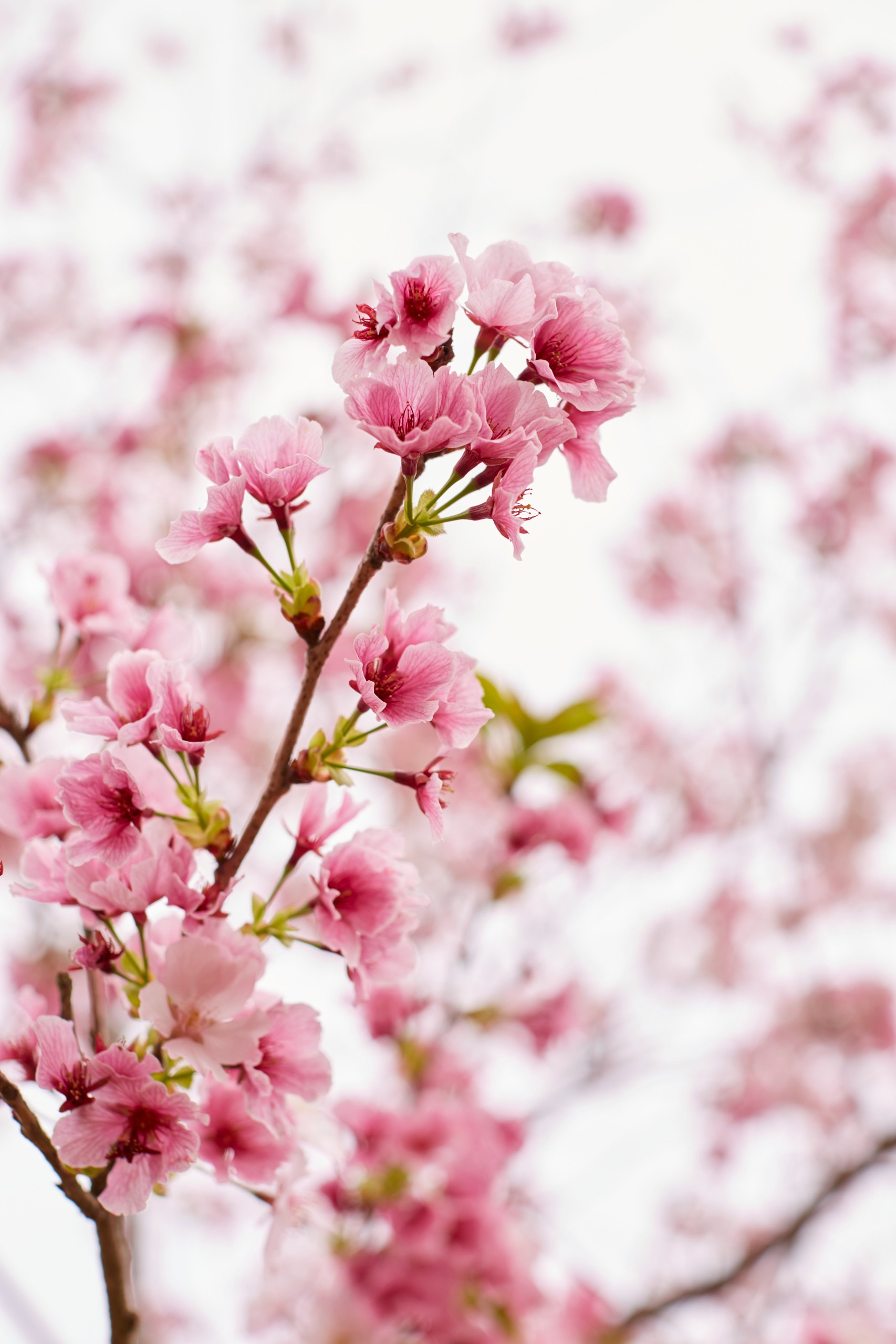 JP - Amanemu - Blossom.jpg