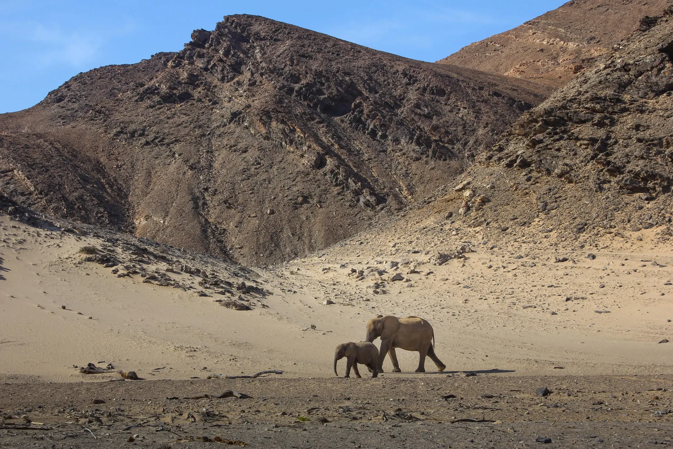 NA-Onduli Enclave-elephants.webp