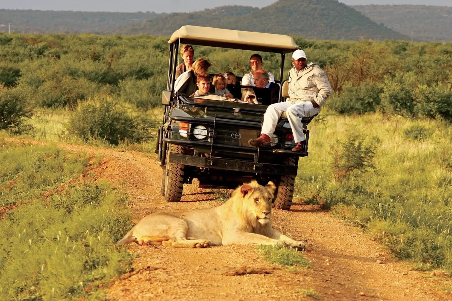 ZA-Madikwe Hills-game drive.webp