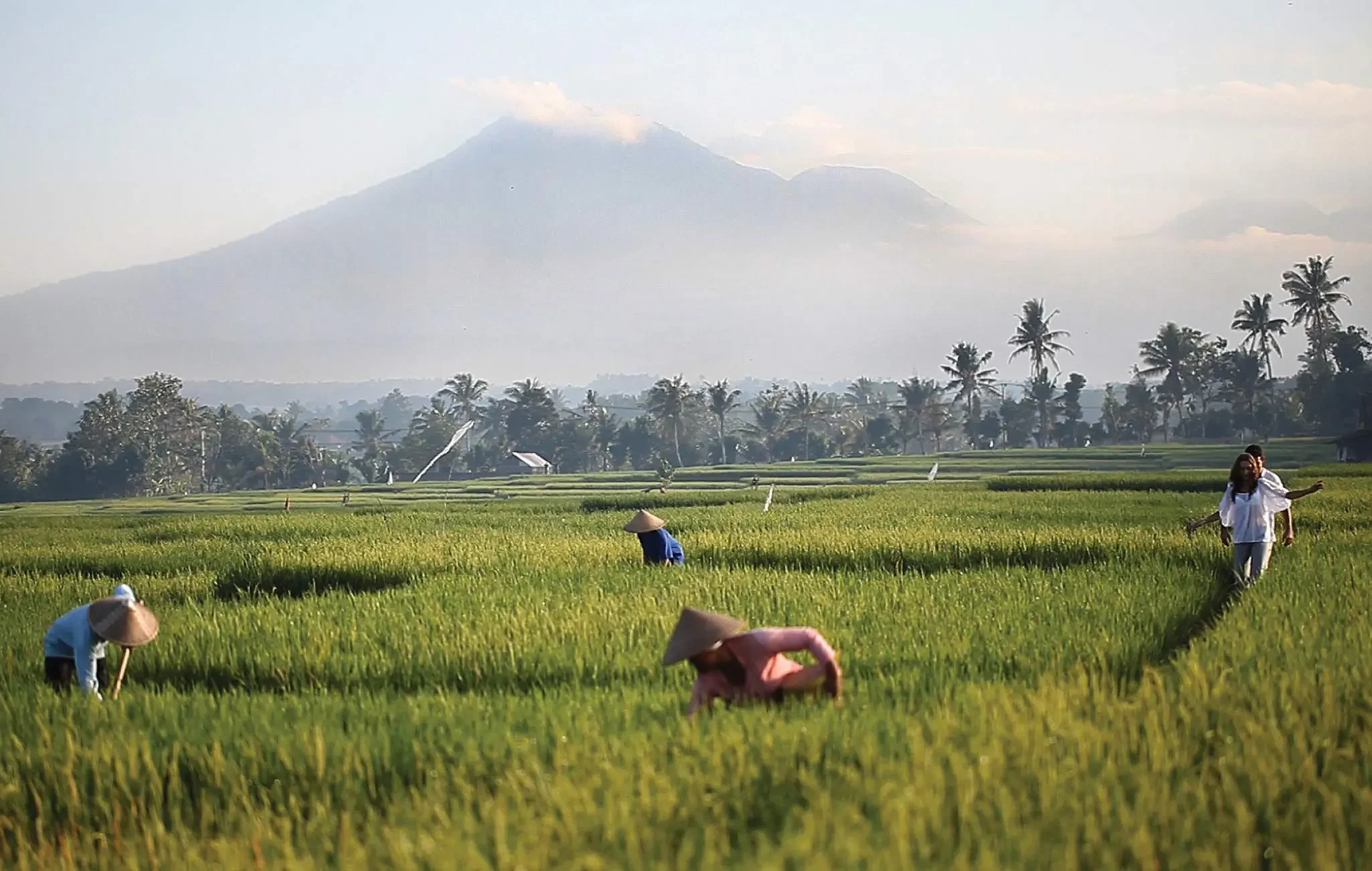 ID-Journey of Arcadia-Ricefields-Soori Bali.webp
