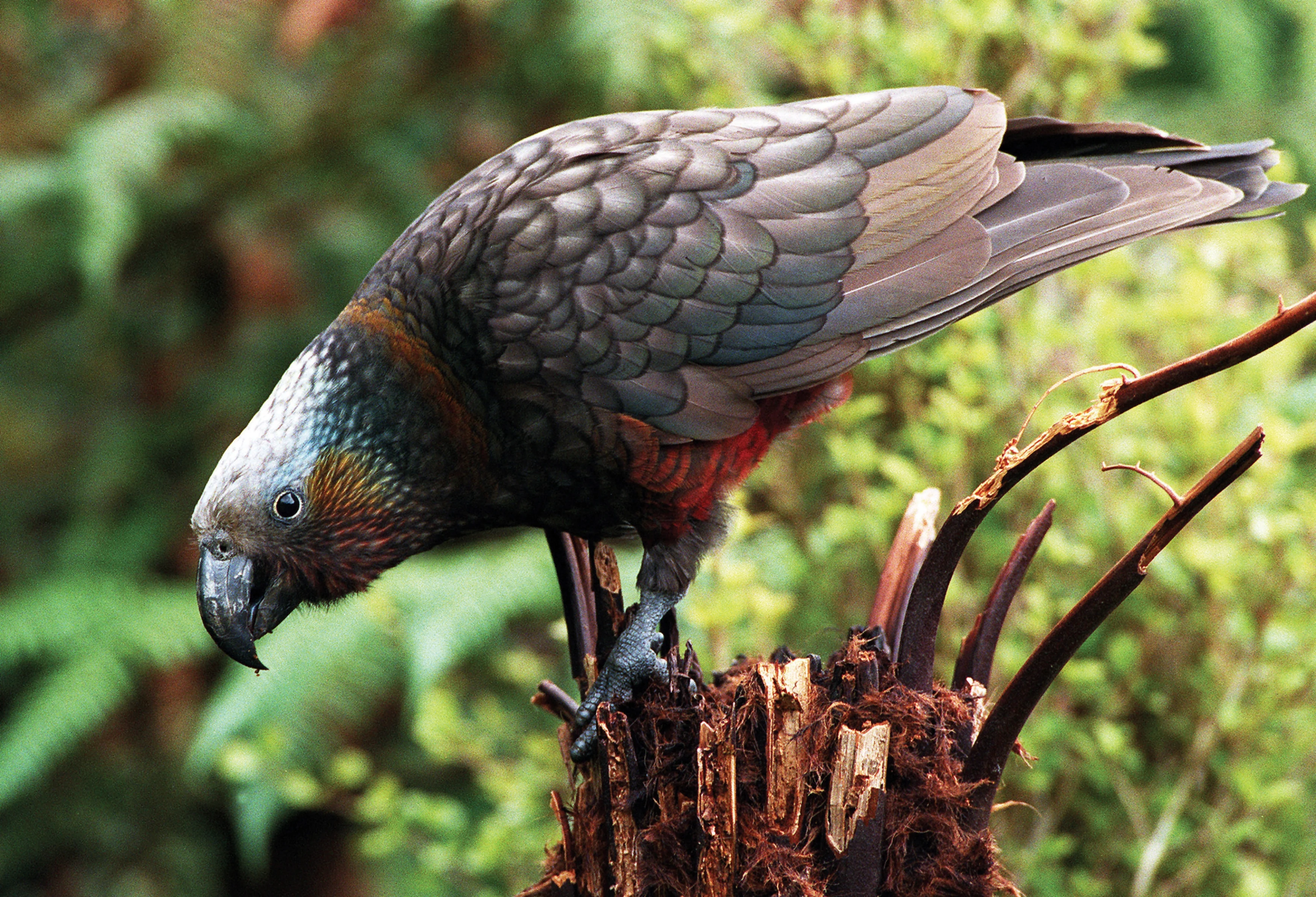 NZ - Kaka Parrot.webp