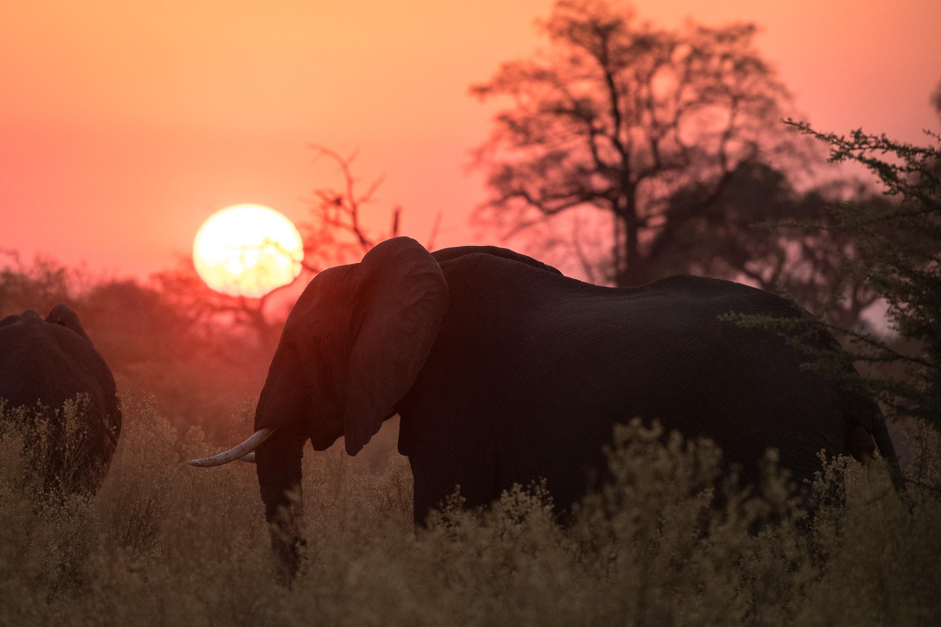 BW-Qorokwe-elephant at sunset2.jpg
