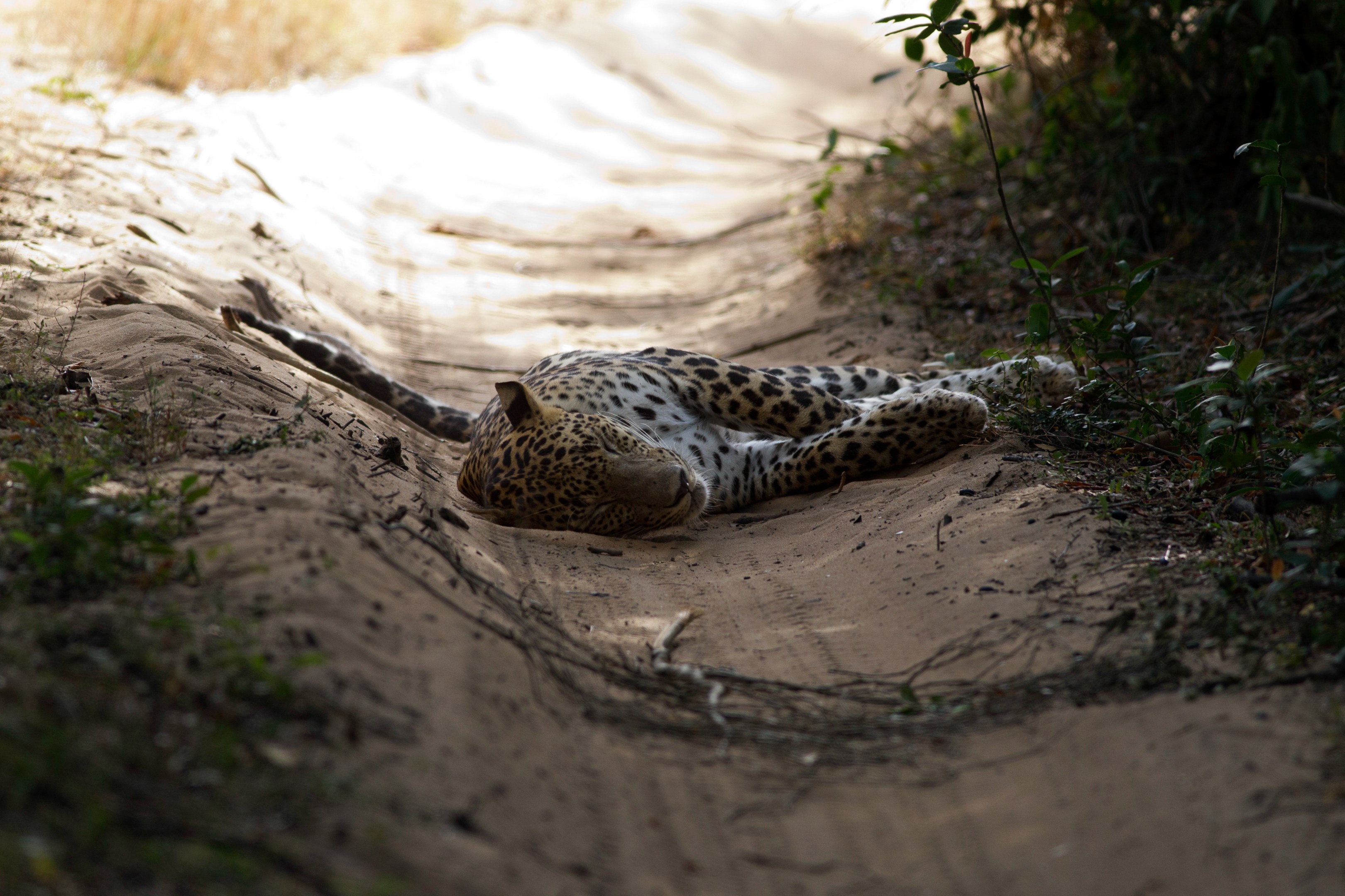 LK - Wilpattu - animals (12).jpg
