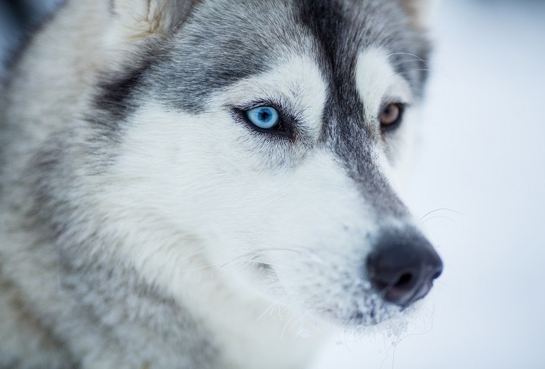 SE-Fjellborg Husky Overnight-Husky.jpg