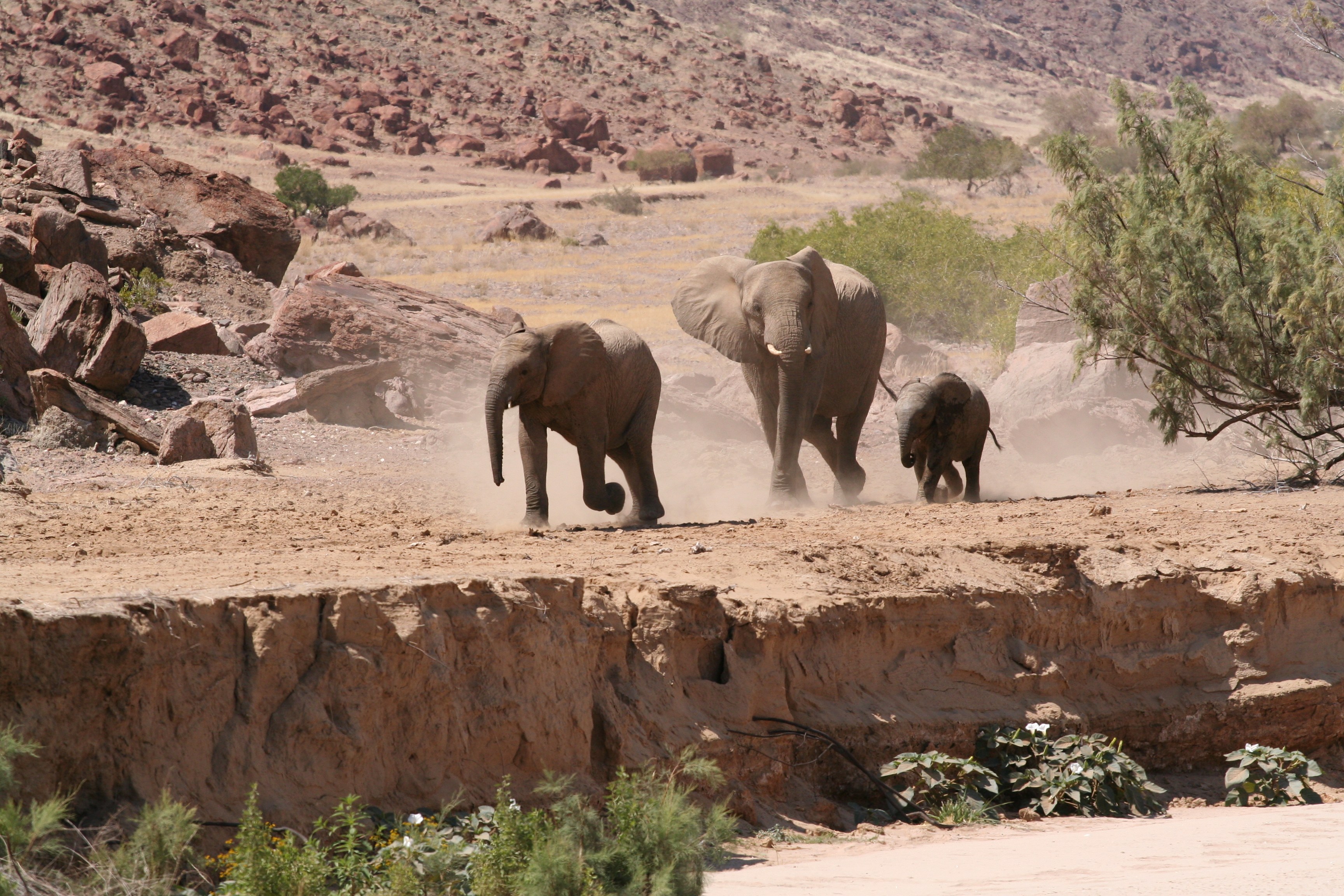 NA-Damaraland-Elephants.jpg