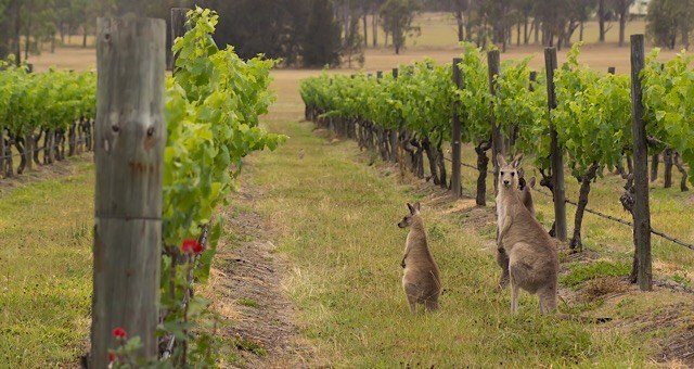 AU - Excursie - Hunter Valley - Kangaroos in vineyard.jpg