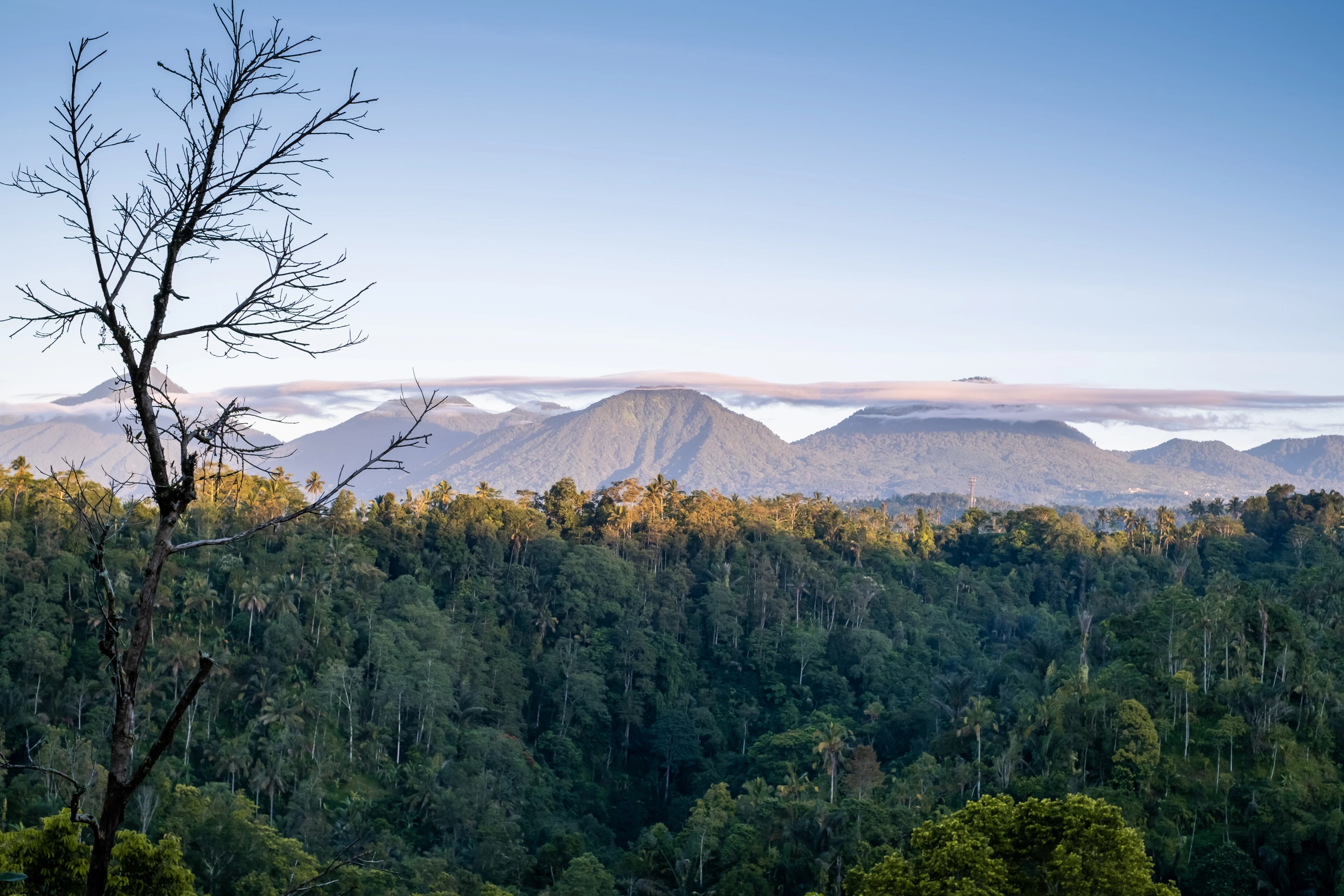ID-Banyan-Tree- Buahan-Copy of The Mountains.webp