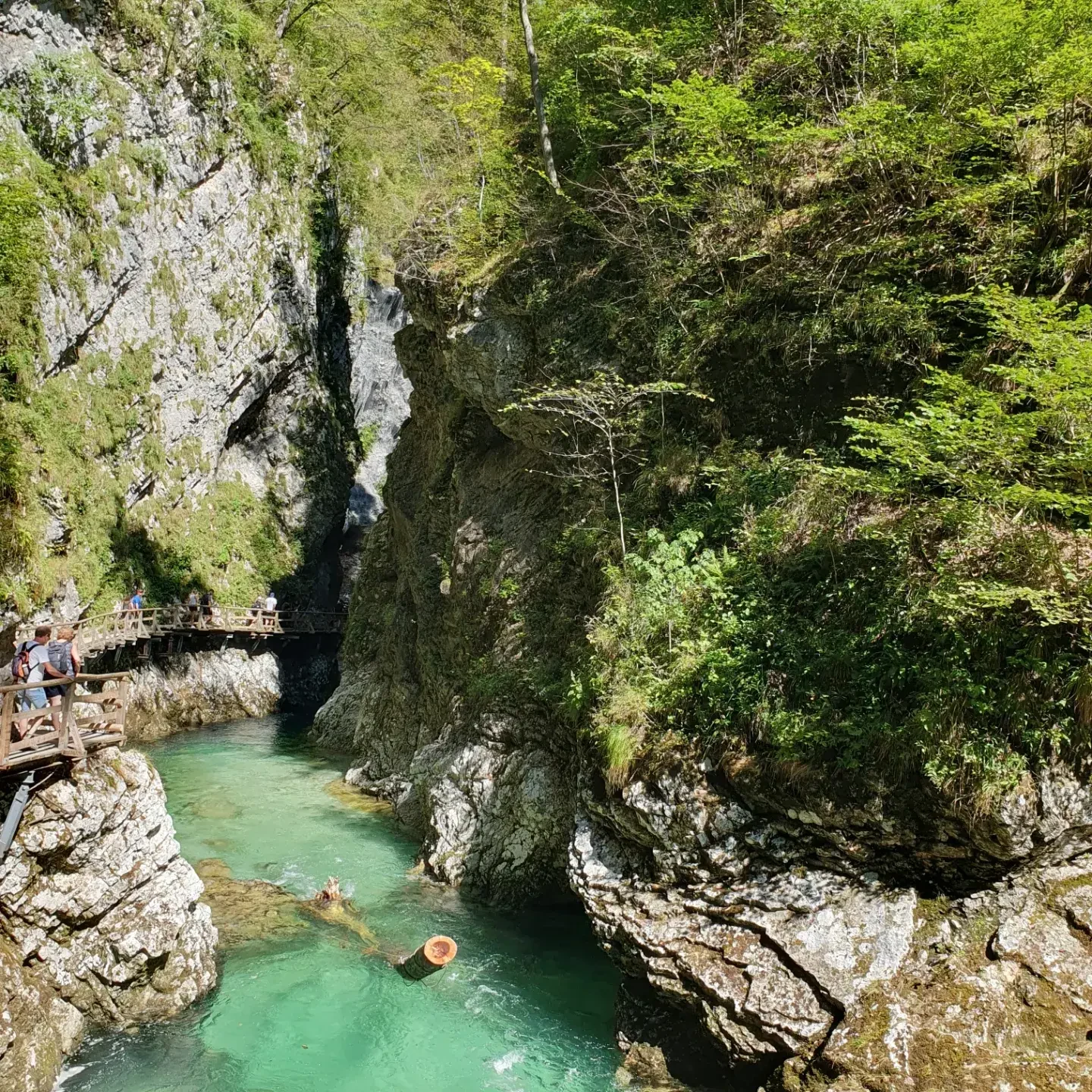 SI-studiereis-Slovenië-Vintgar Gorge 2.webp