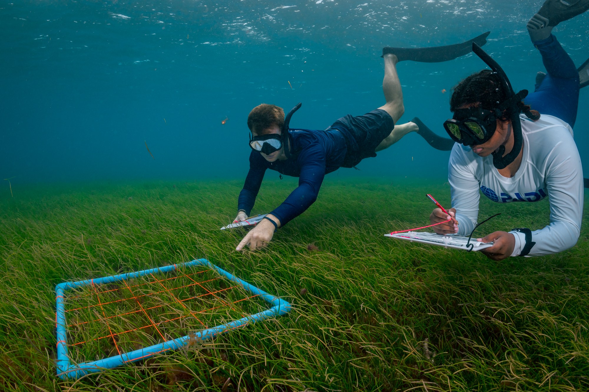 MV - Accommodatie - Six Senses - Laamu - MUI team- seagrass snorkel.jpg