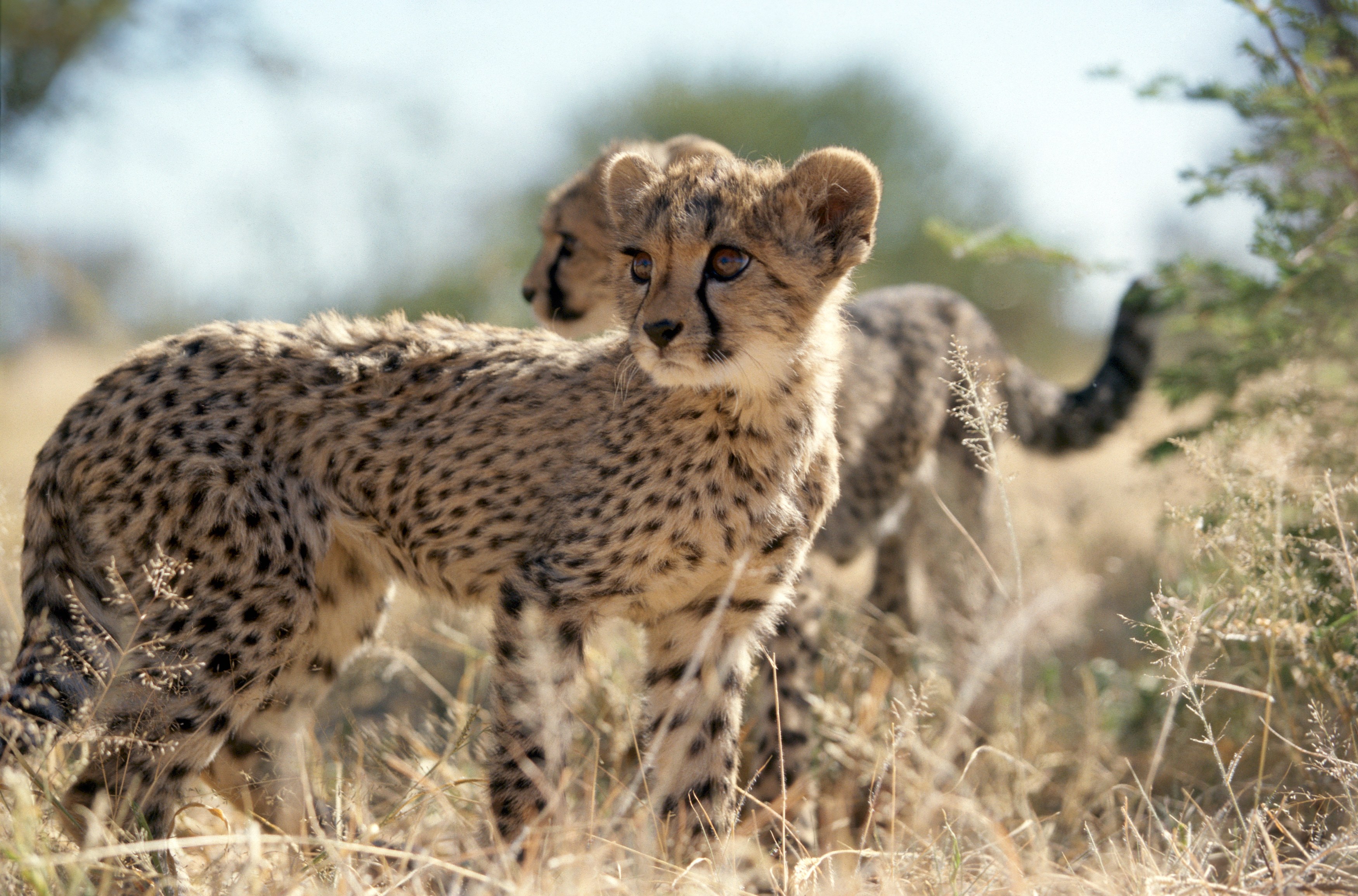 NA-Okonjima-cheeta.jpg