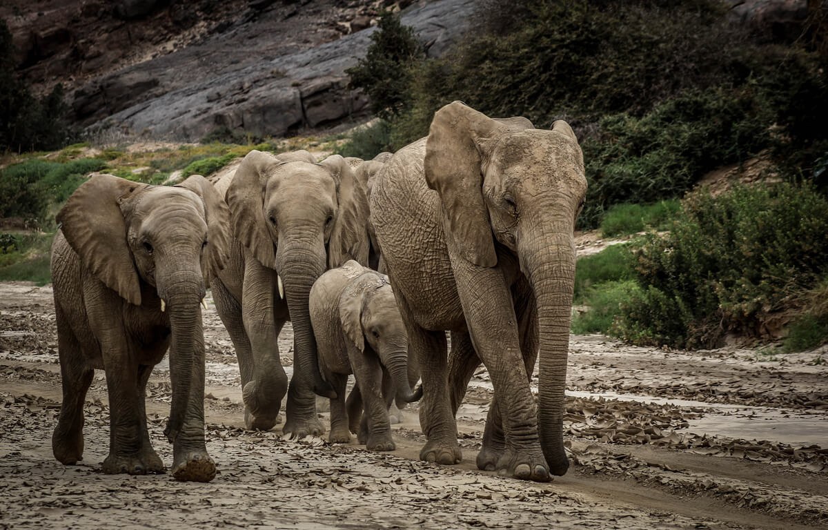 NA-Onduli Ridge-elephants.jpeg