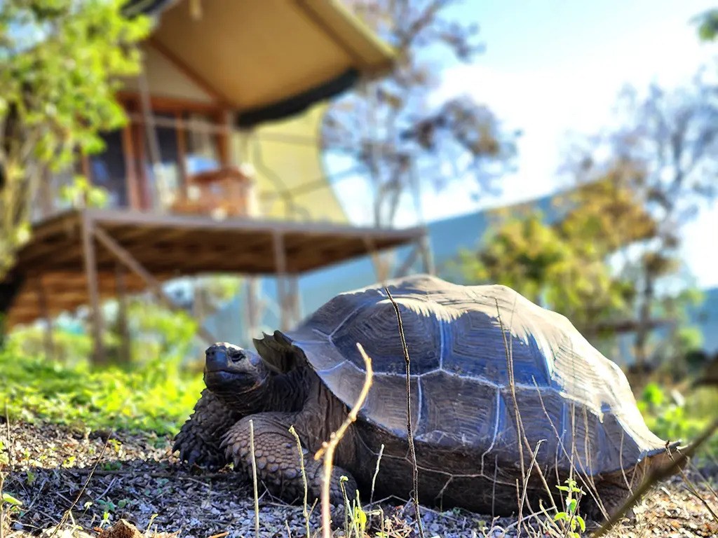 EC - Accommodatie - Galapagos Safari camp - Schildpad.jpg