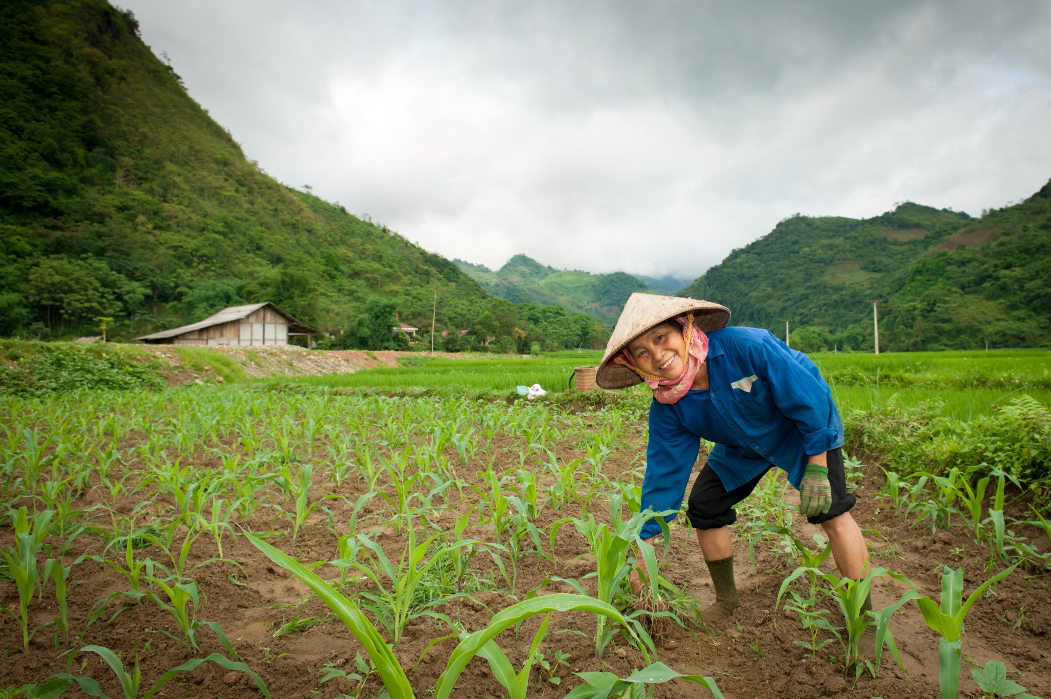 VN - Algemeen - Woman working on Rice Field.jpg