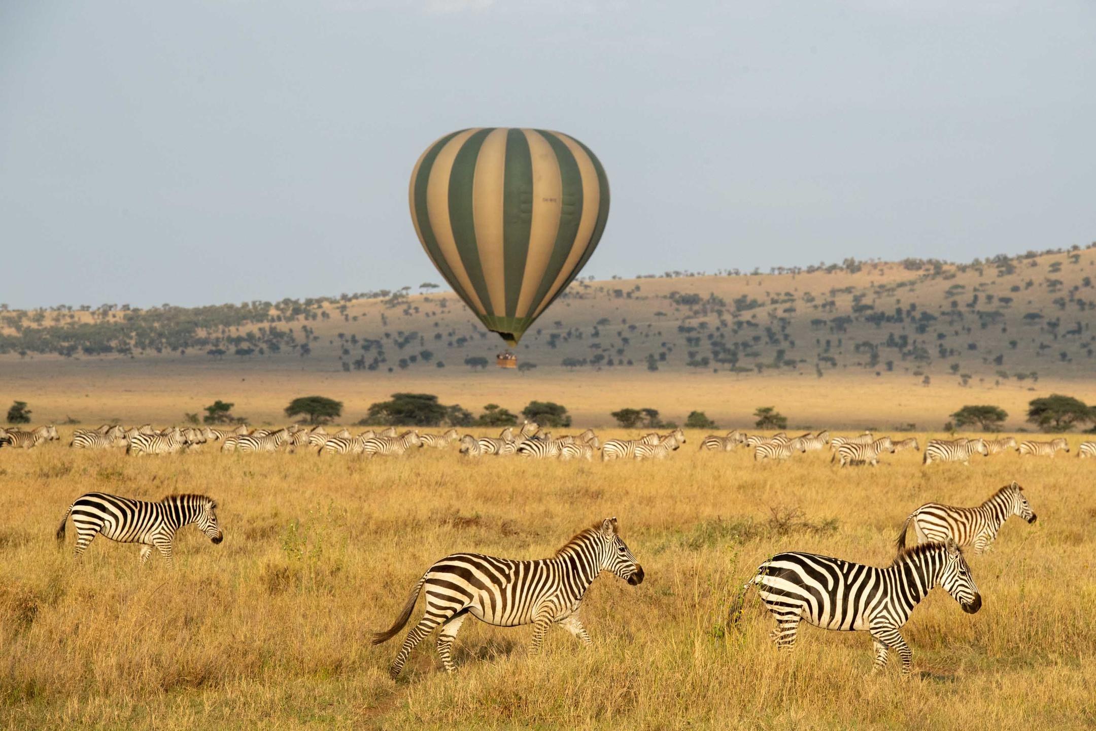 TZ-balloon safari Serengeti-balloon with zebra.jpg