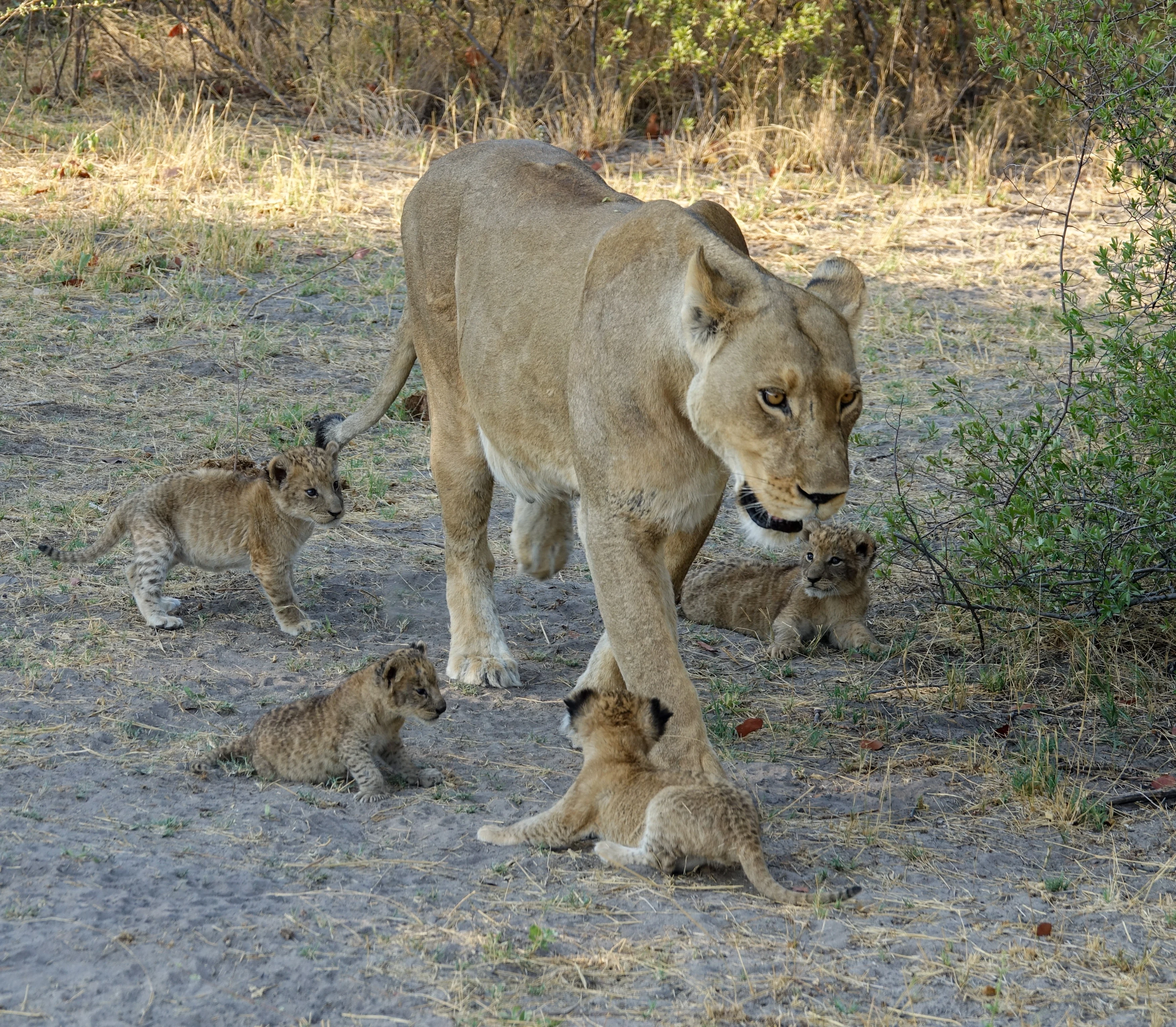Moremi (2).webp