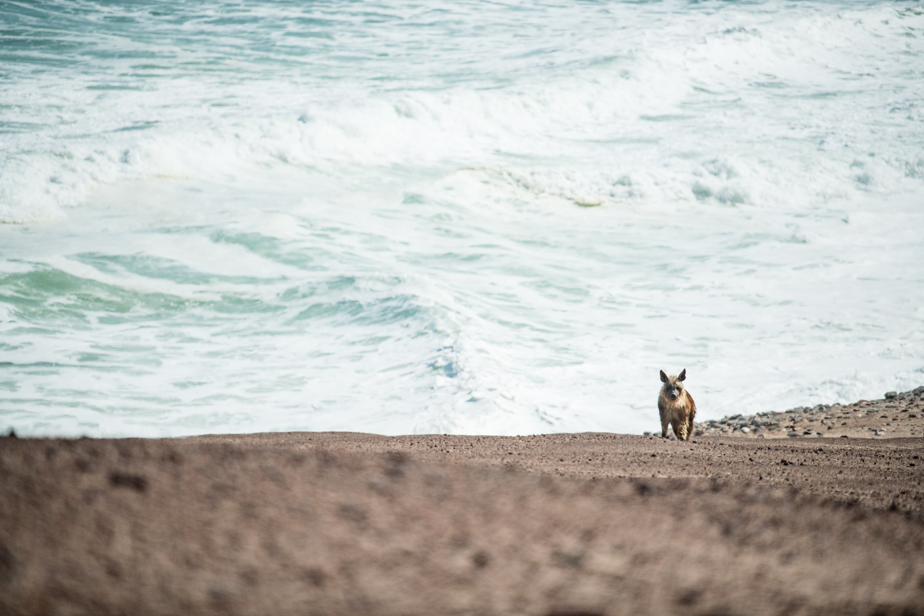 NA - Shipwreck Lodge - Brown hyena-1.jpg